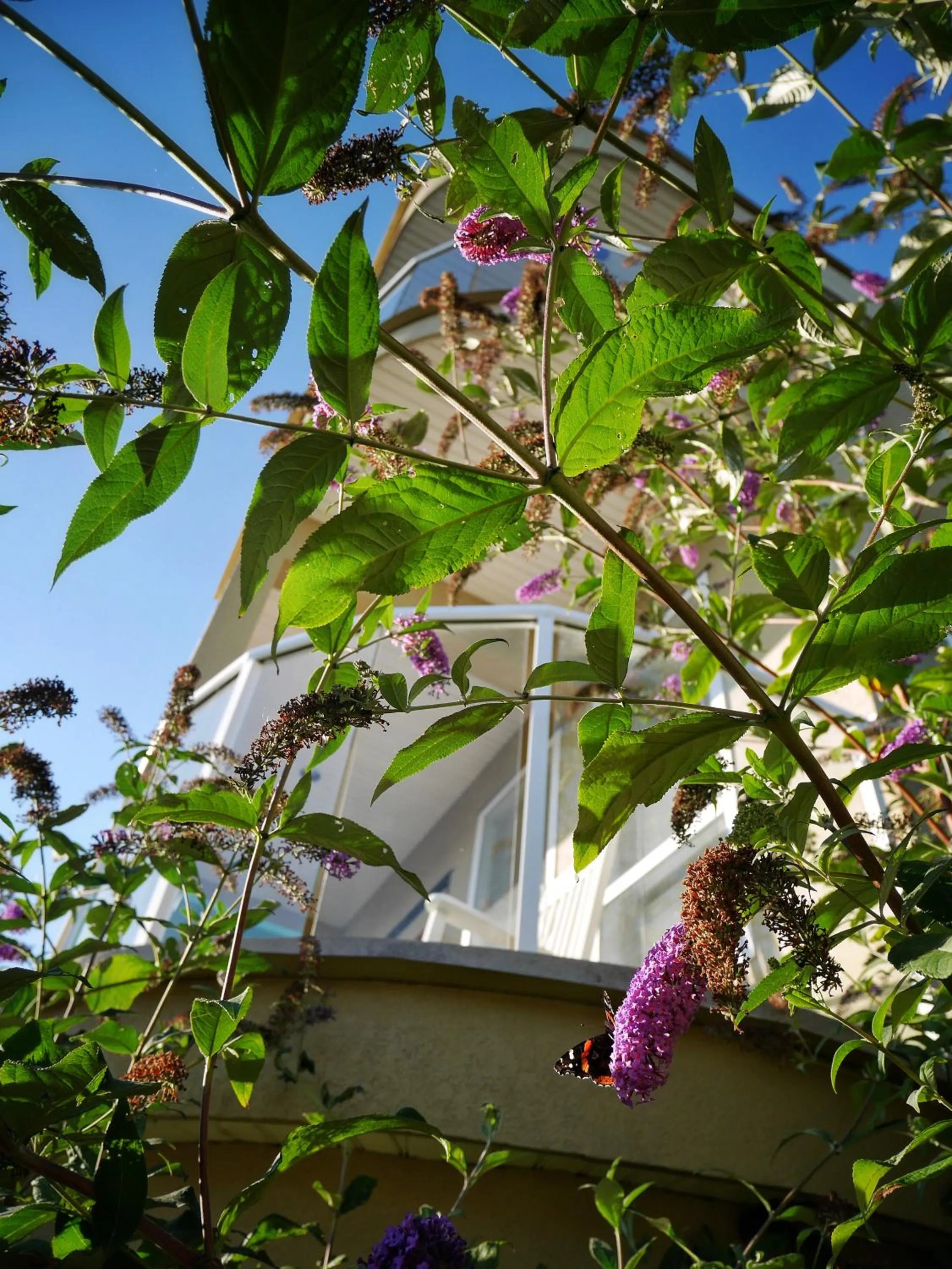 Spring in Star of the Sea guest house