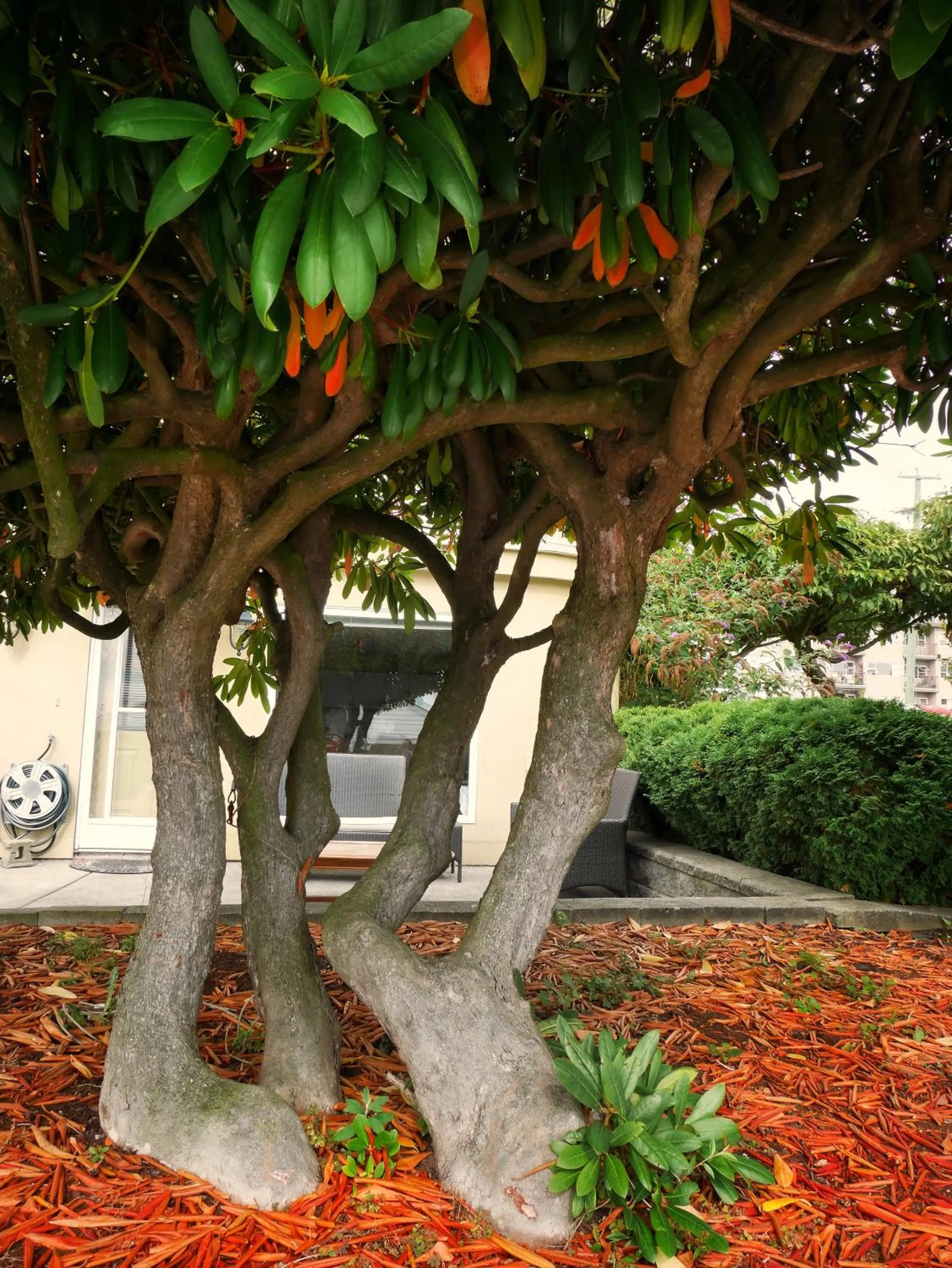 Garden in Star of the Sea guest house