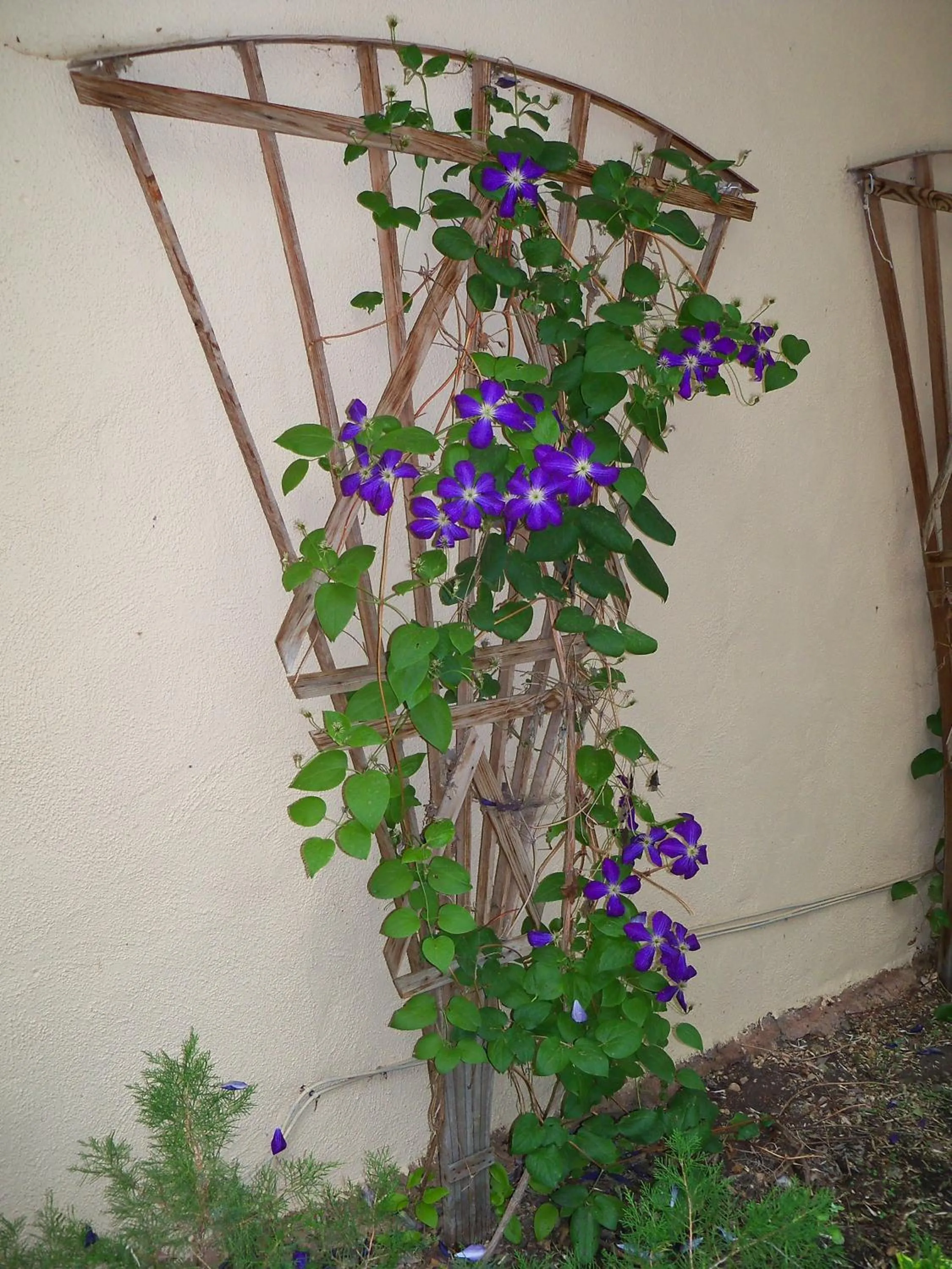 Garden in Dreamcatcher B&B