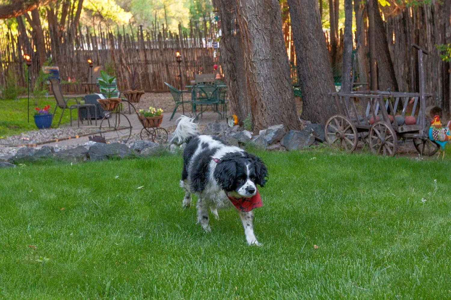 Pets in Dreamcatcher B&B