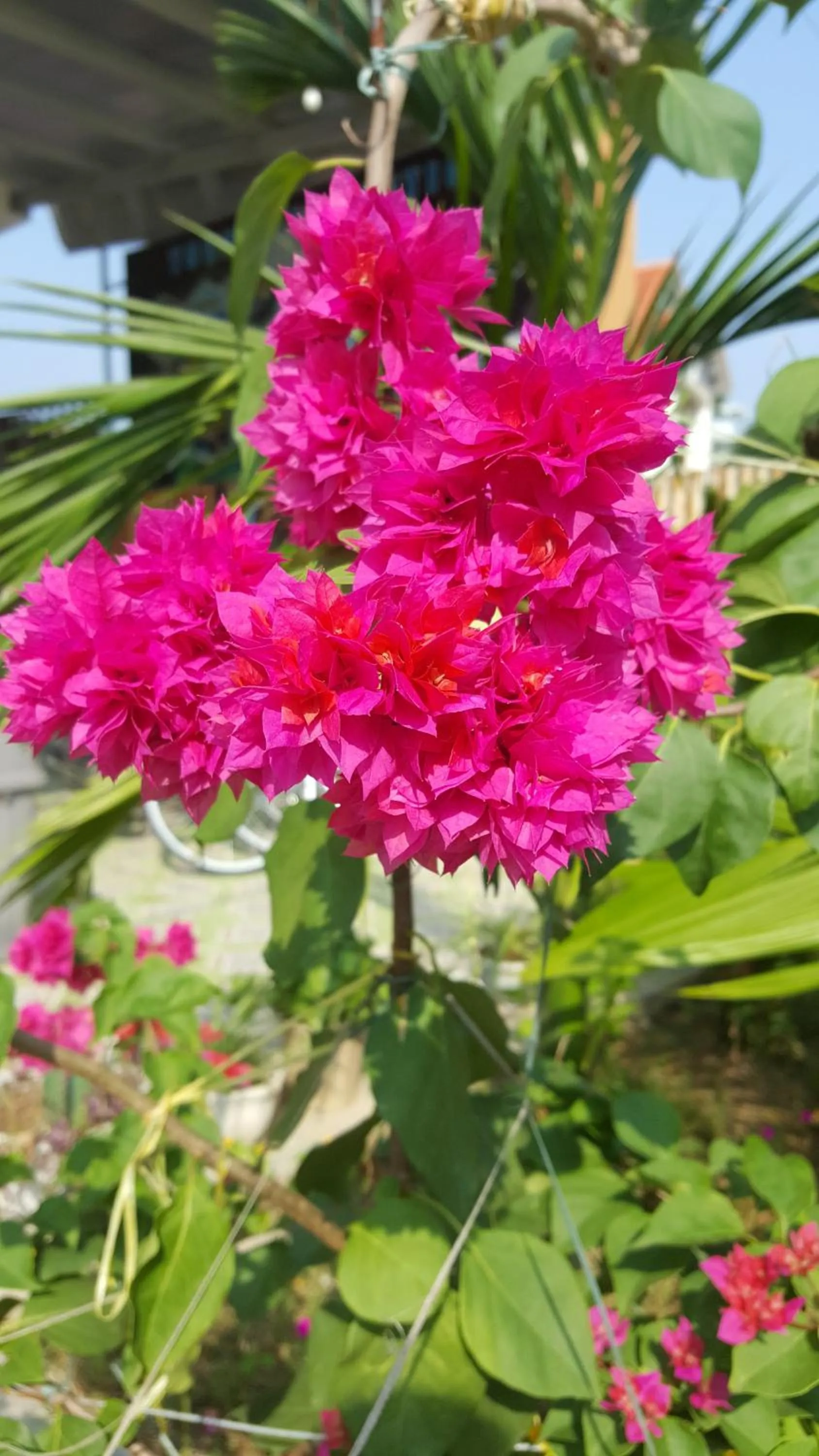 Garden in Phong Nha Love Homestay