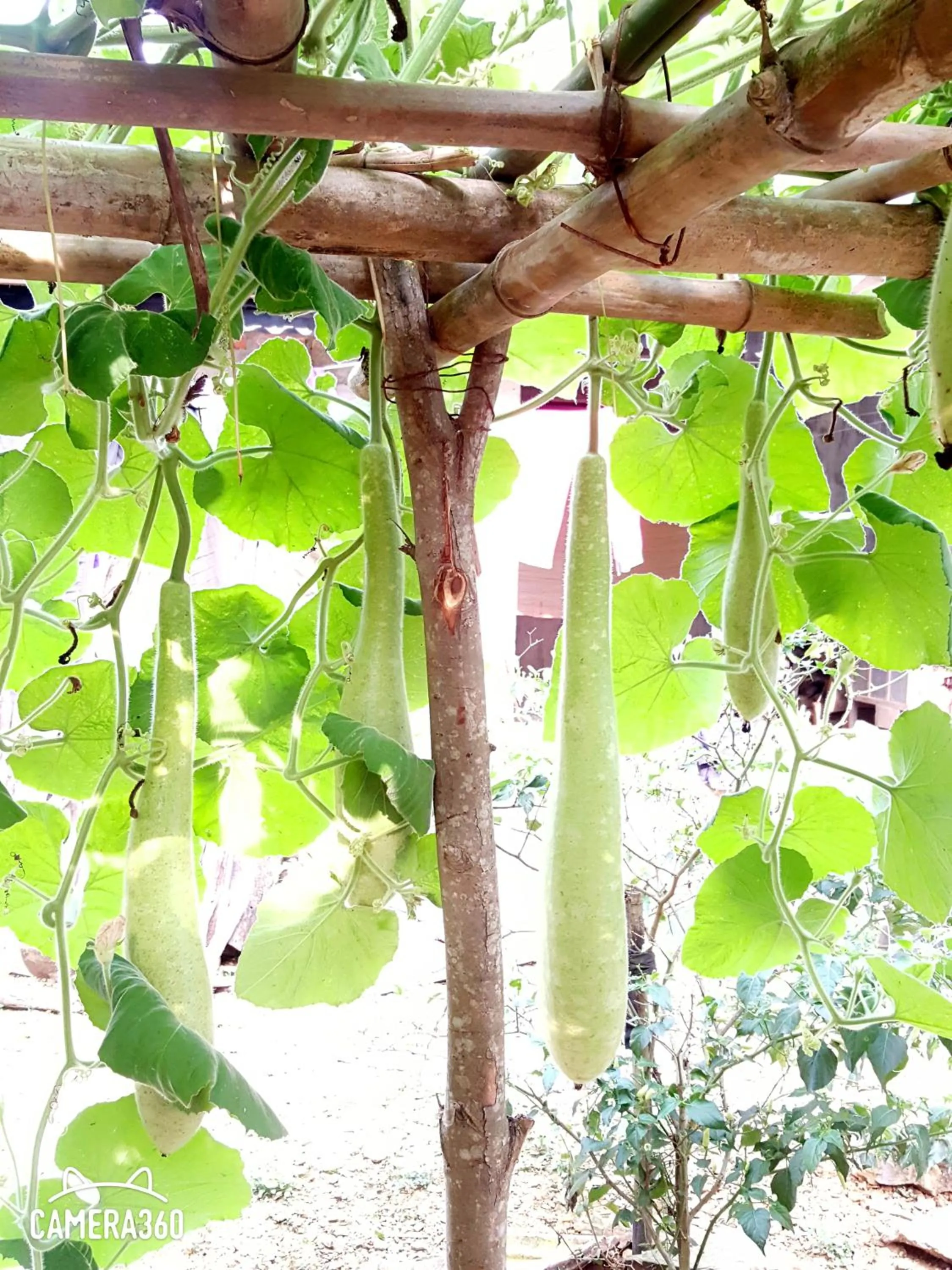 Garden in Phong Nha Love Homestay