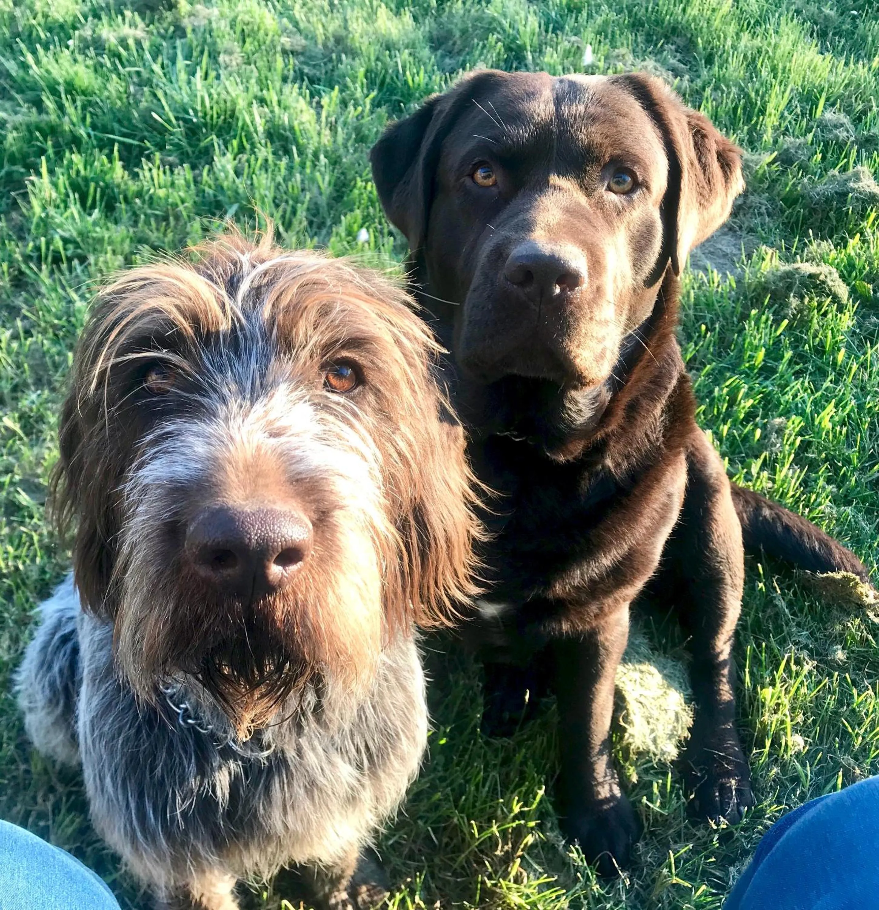 Pets in Fonsegre Chambres d'Hôtes