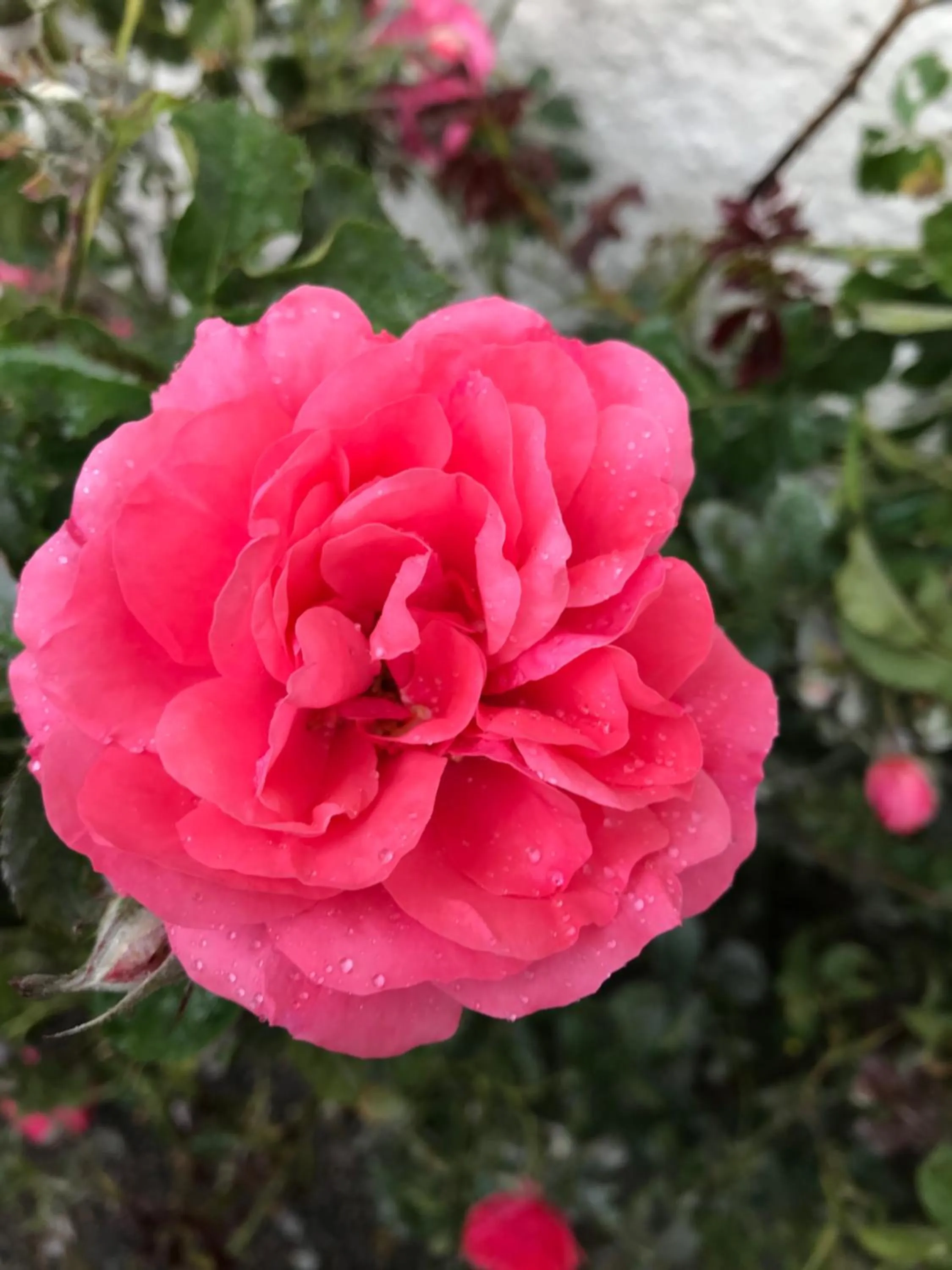 Restaurant/places to eat in Hotell Magasin 1