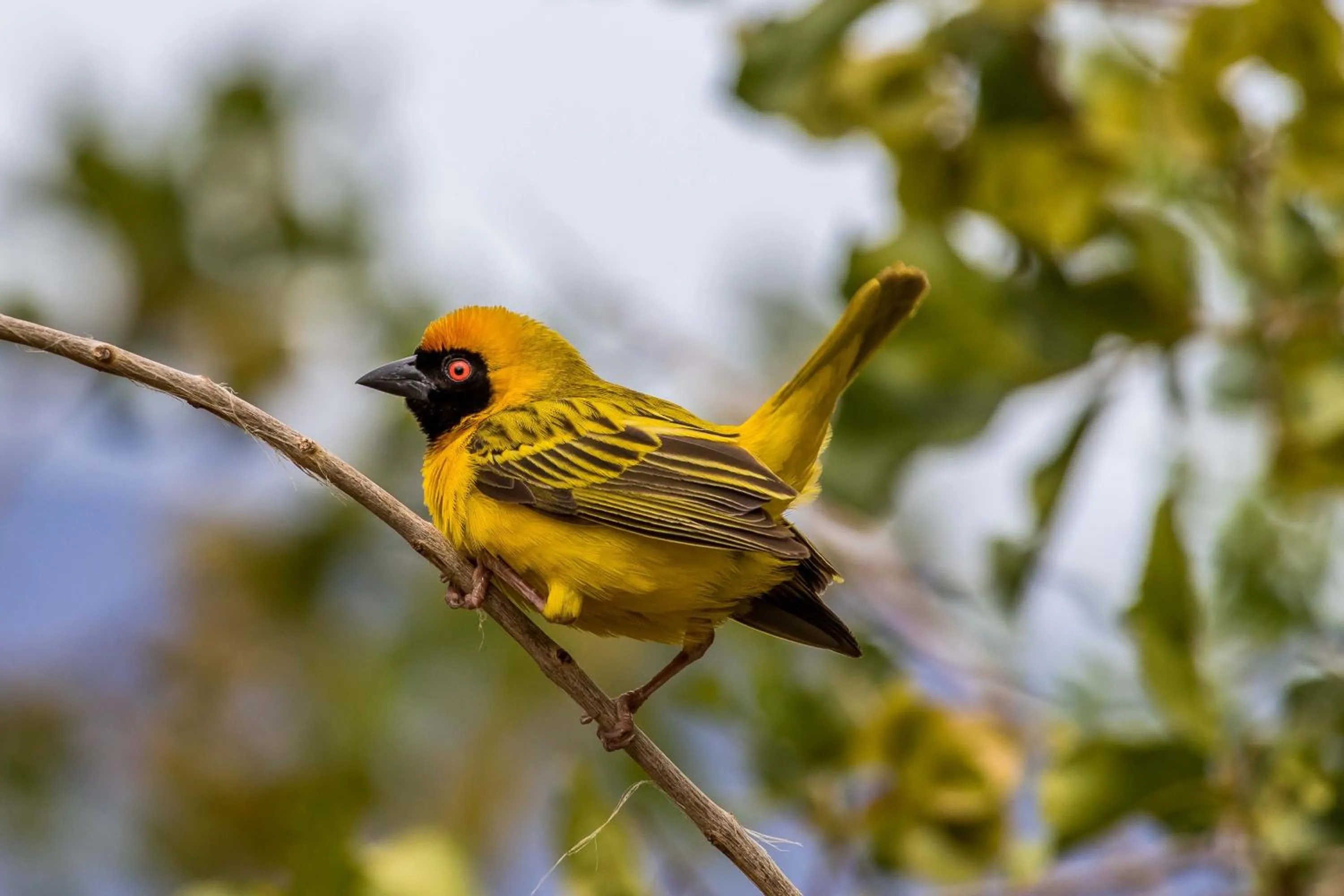 Animals in Auas Safari Lodge