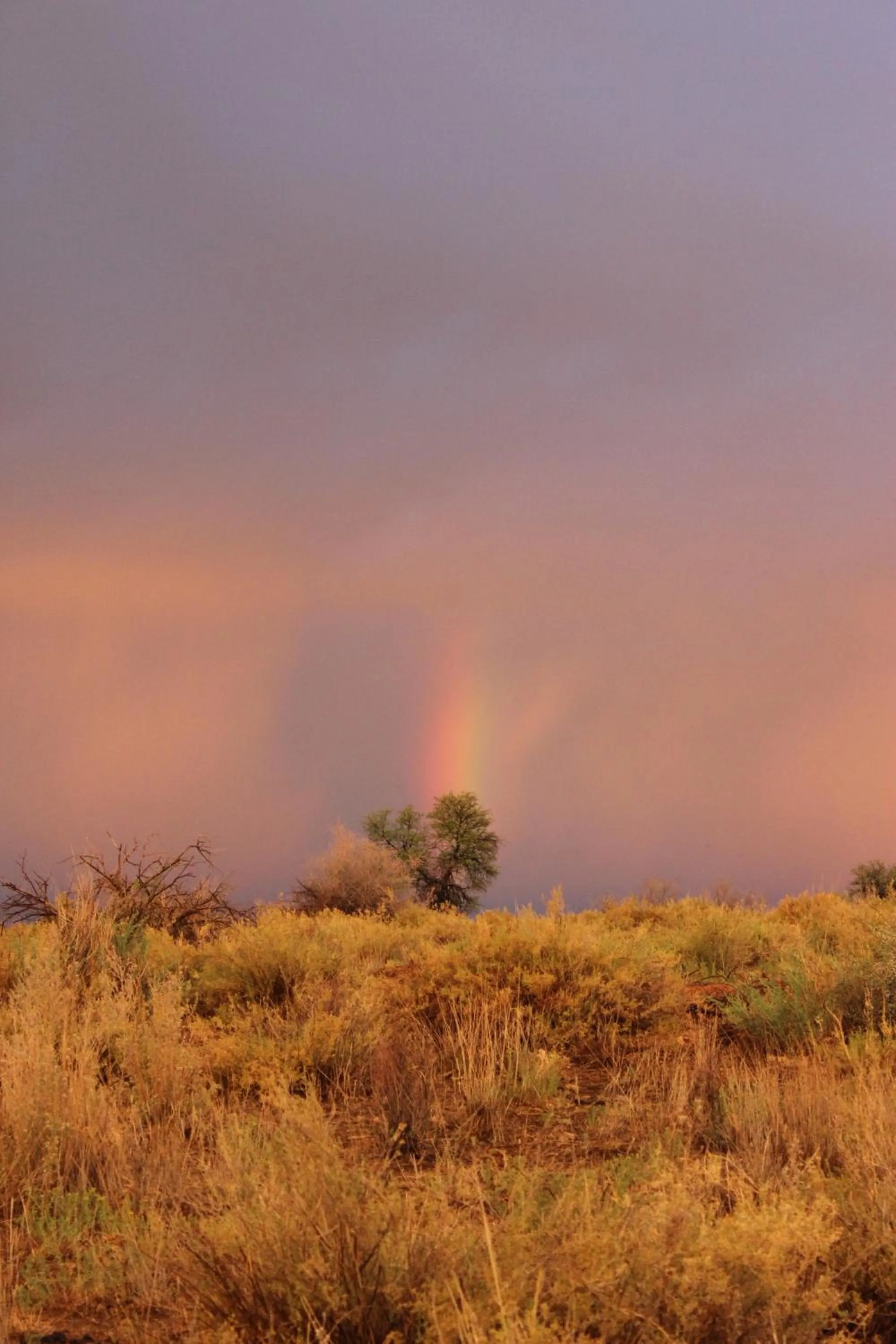View (from property/room) in Auas Safari Lodge
