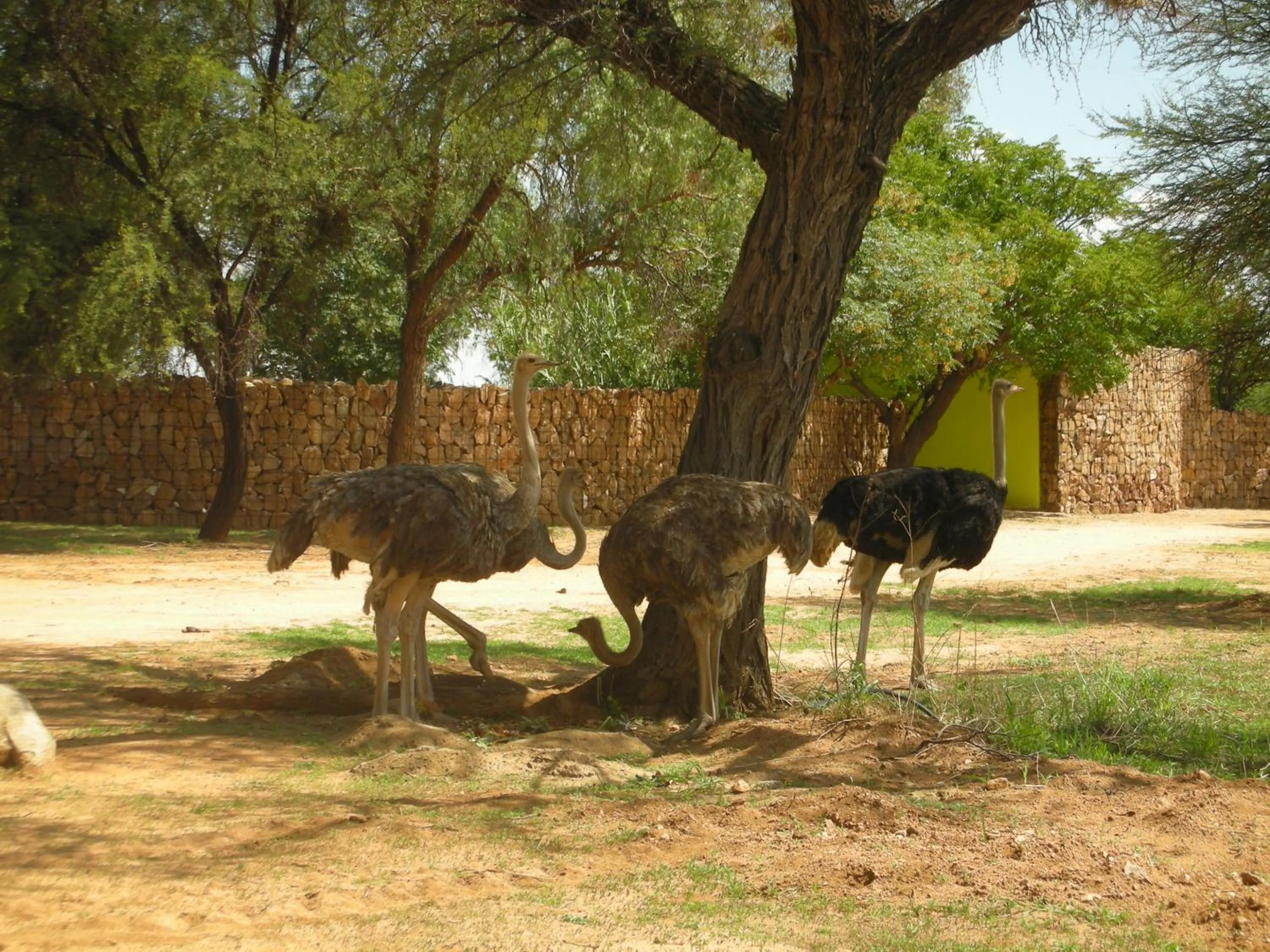Animals in Auas Safari Lodge