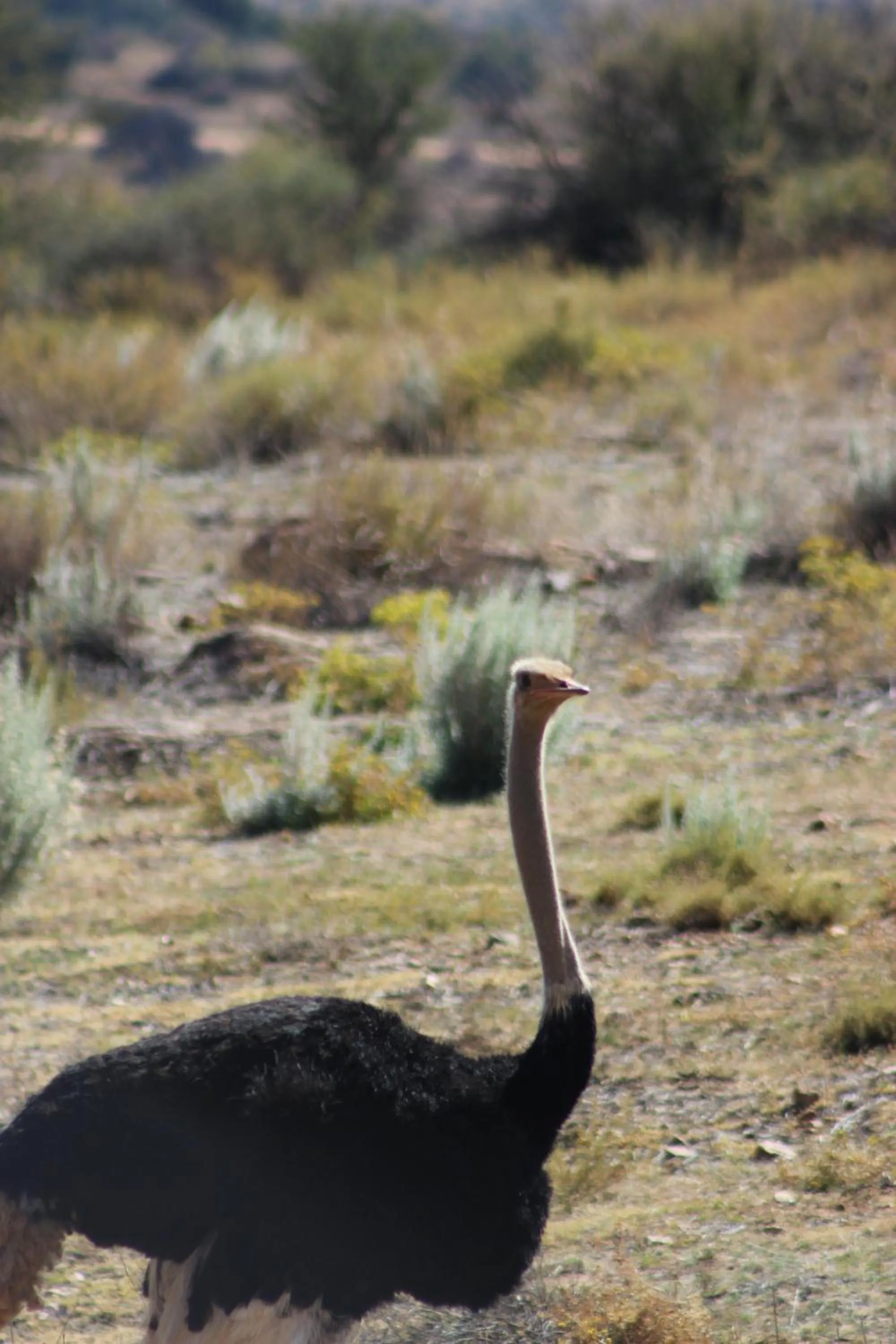 Animals in Auas Safari Lodge