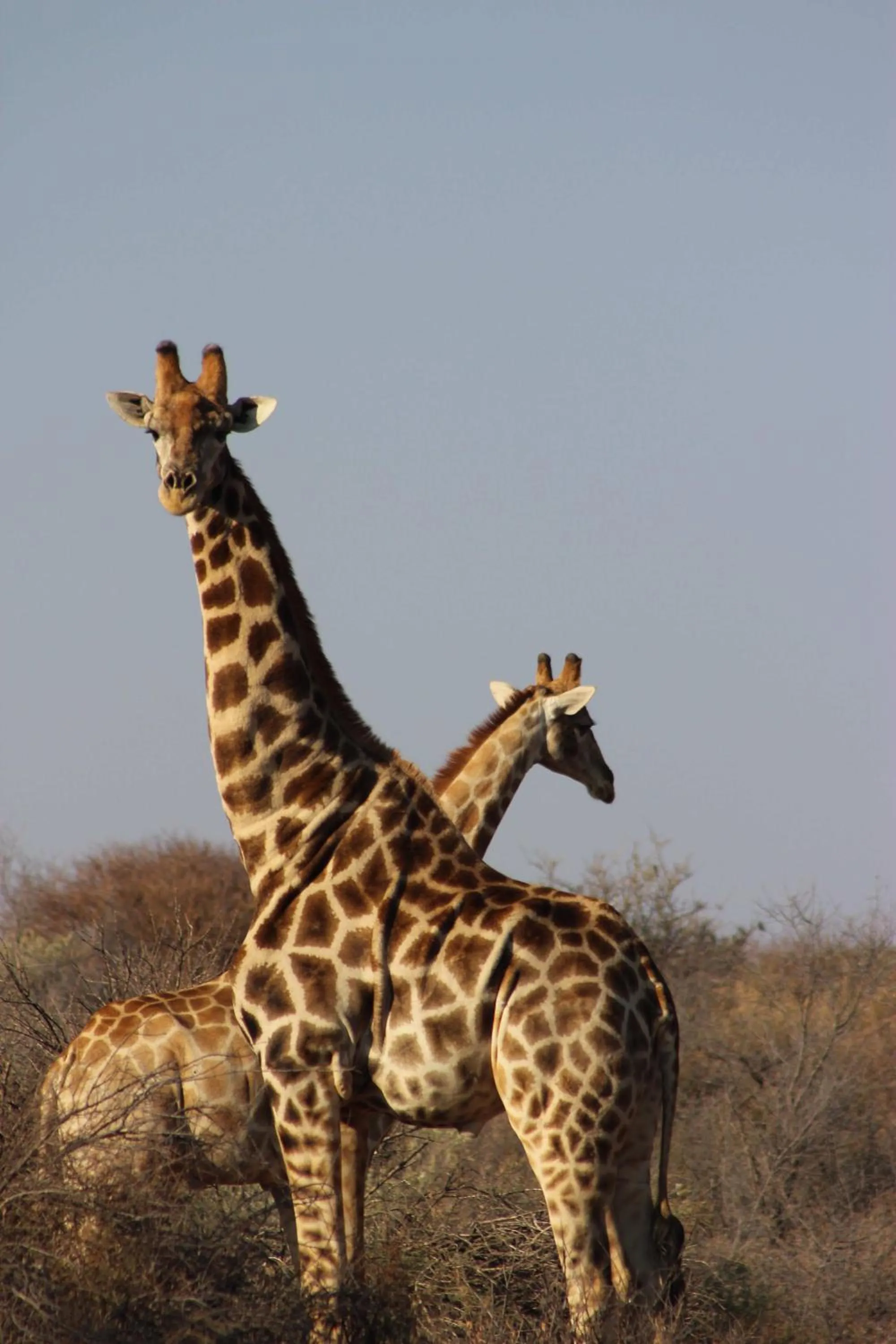 Animals in Auas Safari Lodge