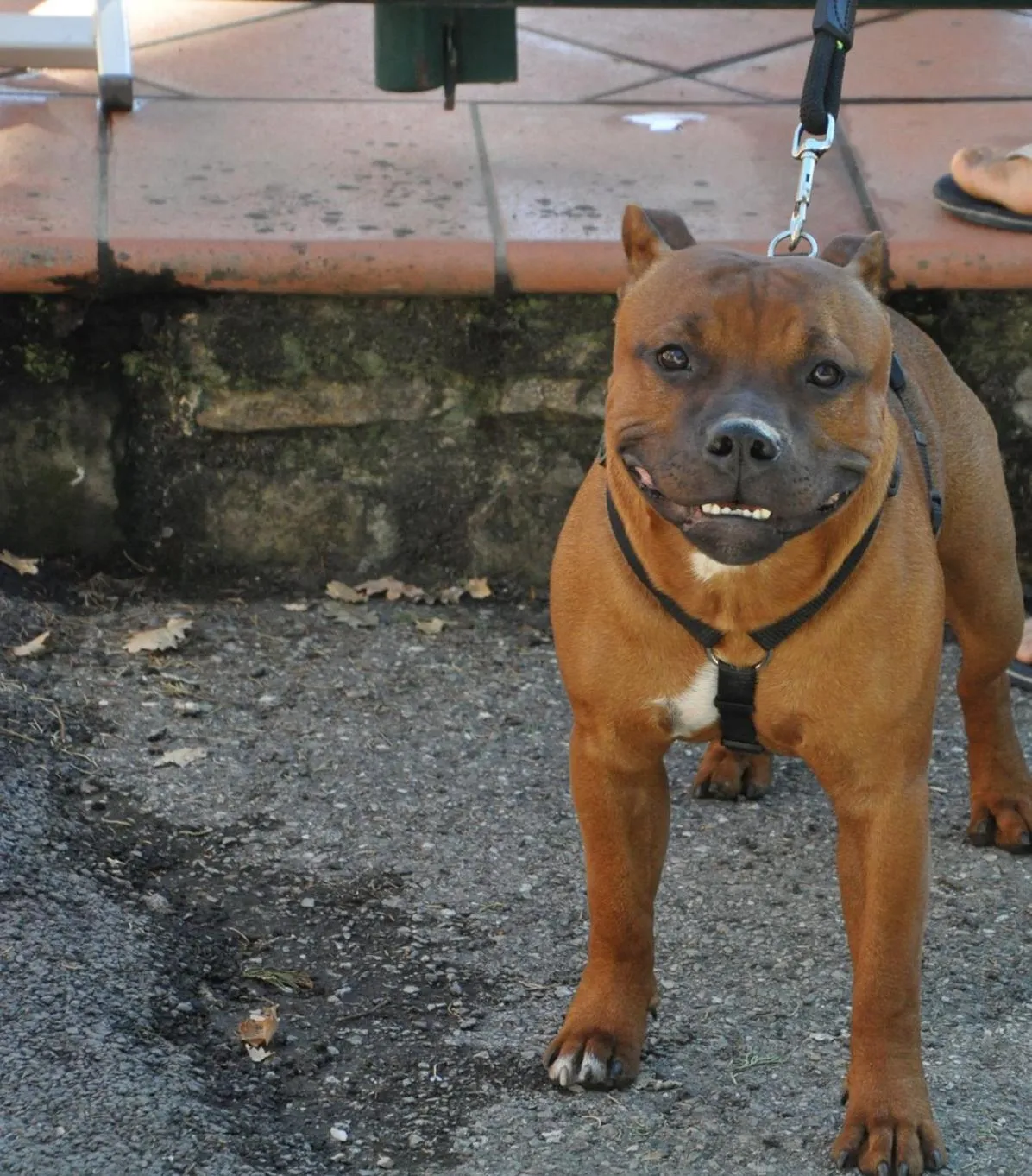 Pets in Camping Village Panoramico Fiesole