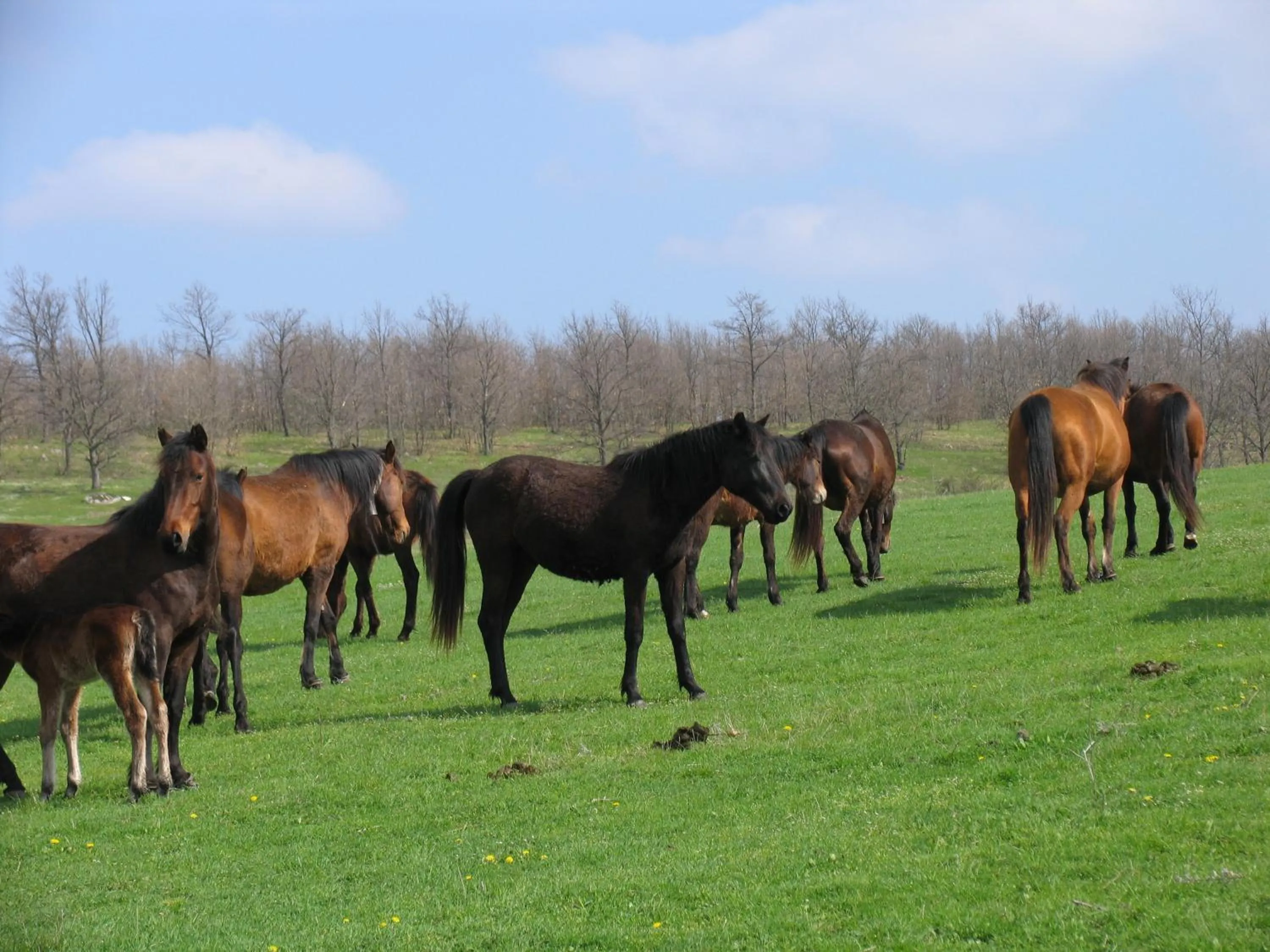 Horse-riding in Lilia 2 Family Hotel