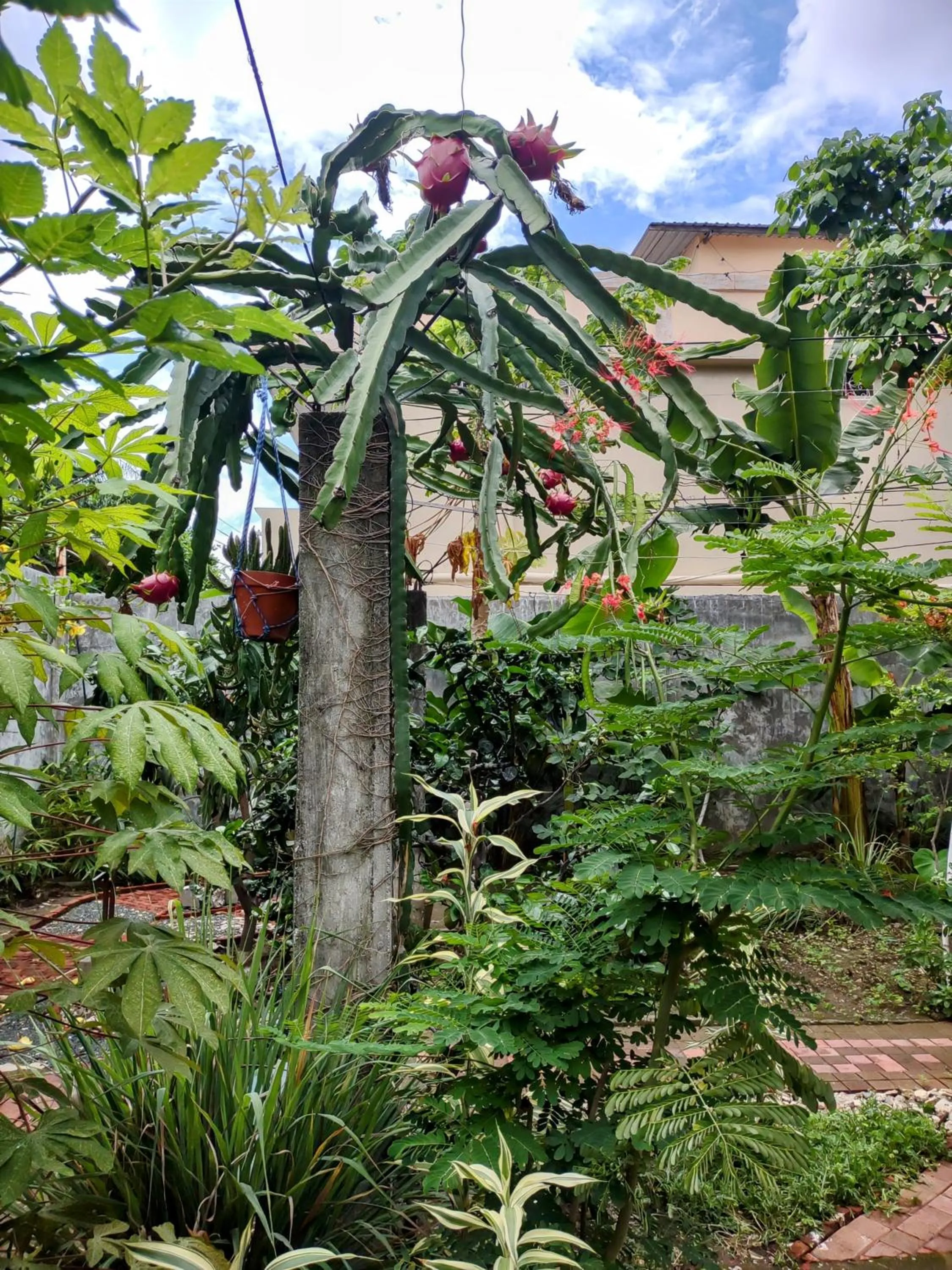 Garden in Hostal Macaw