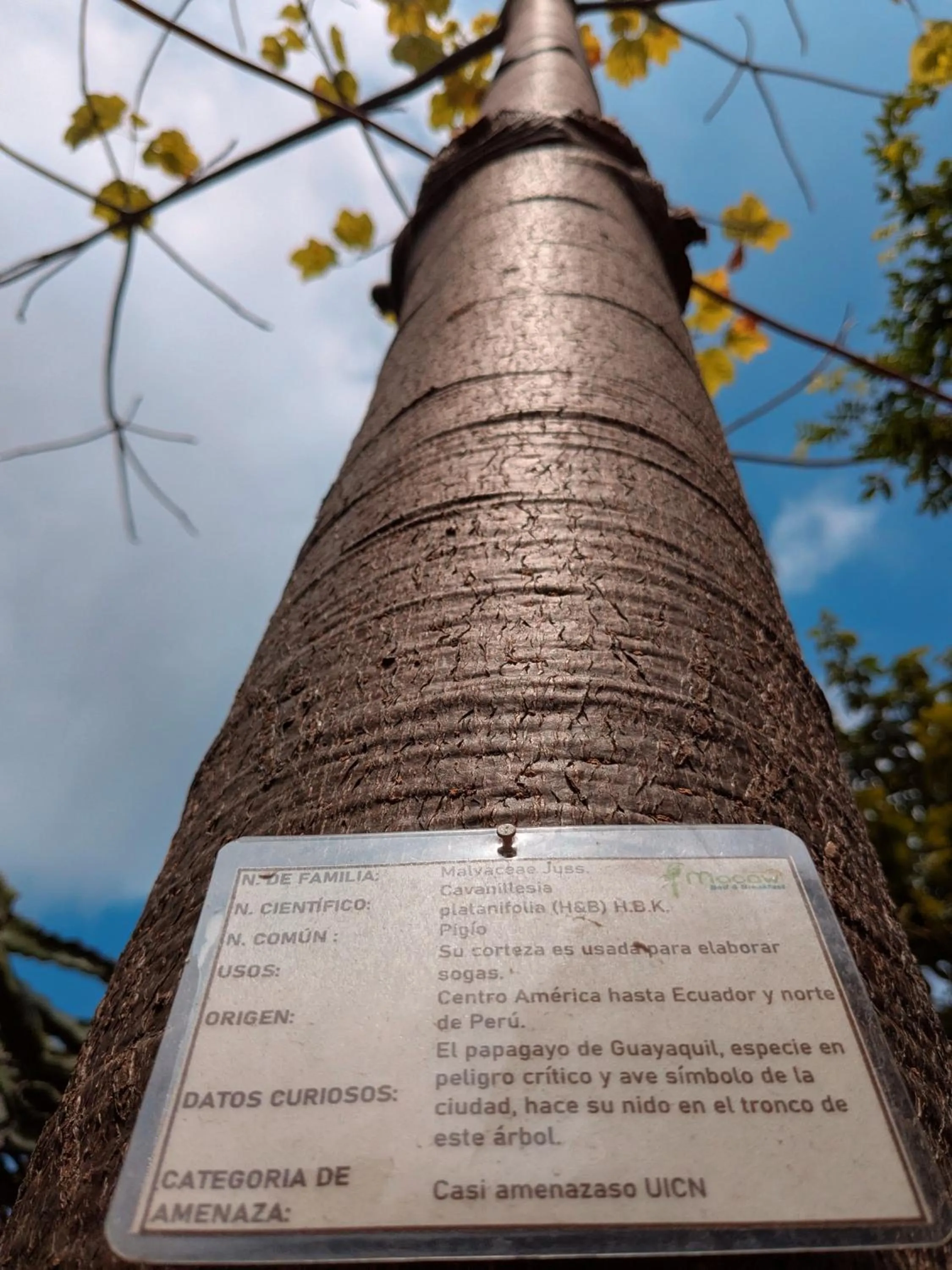 Garden in Hostal Macaw