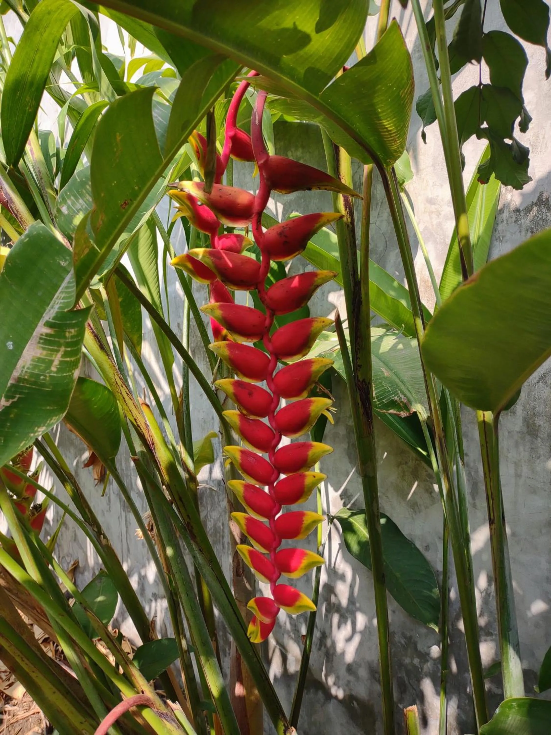 Garden in Hostal Macaw