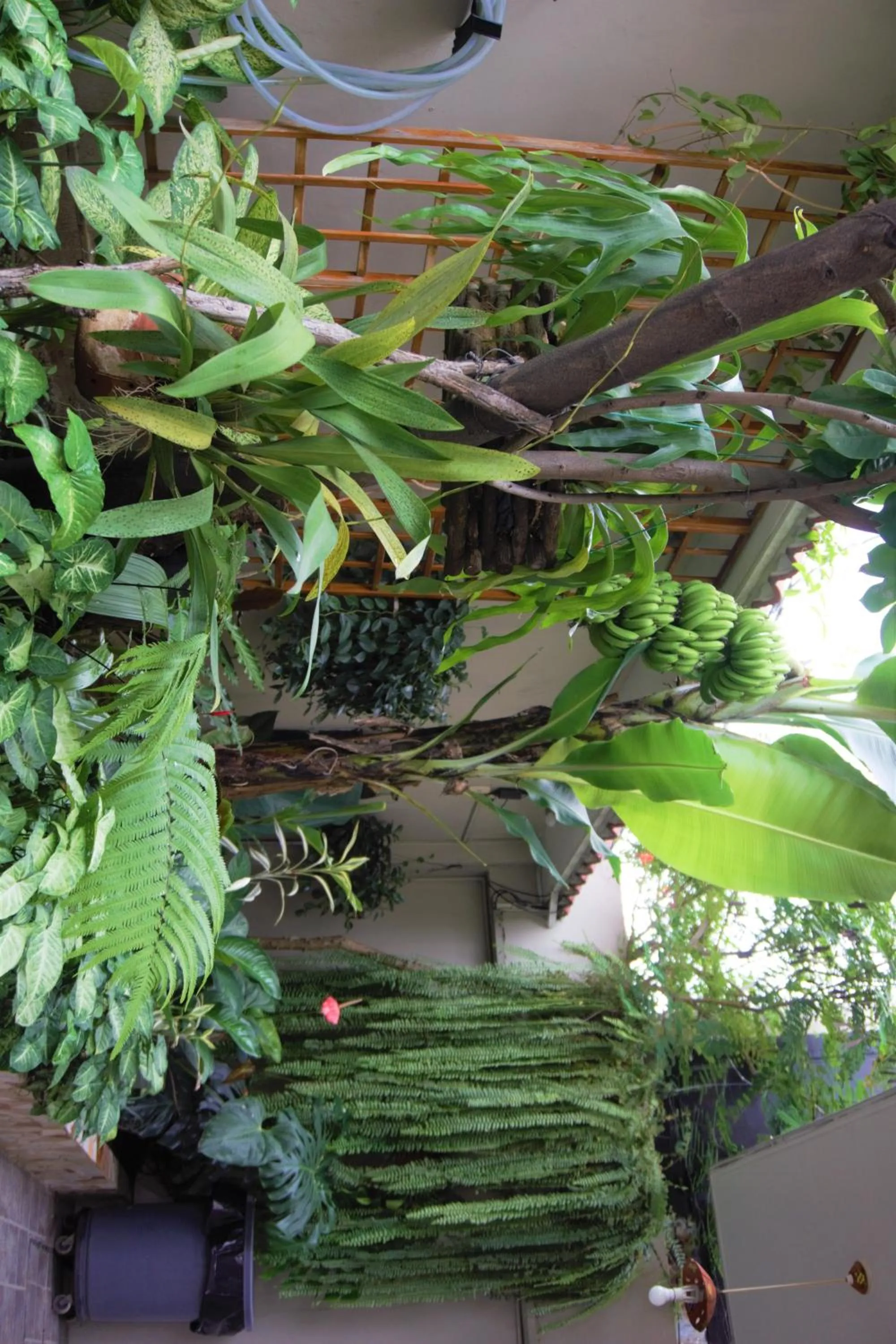 Garden in Hostal Macaw