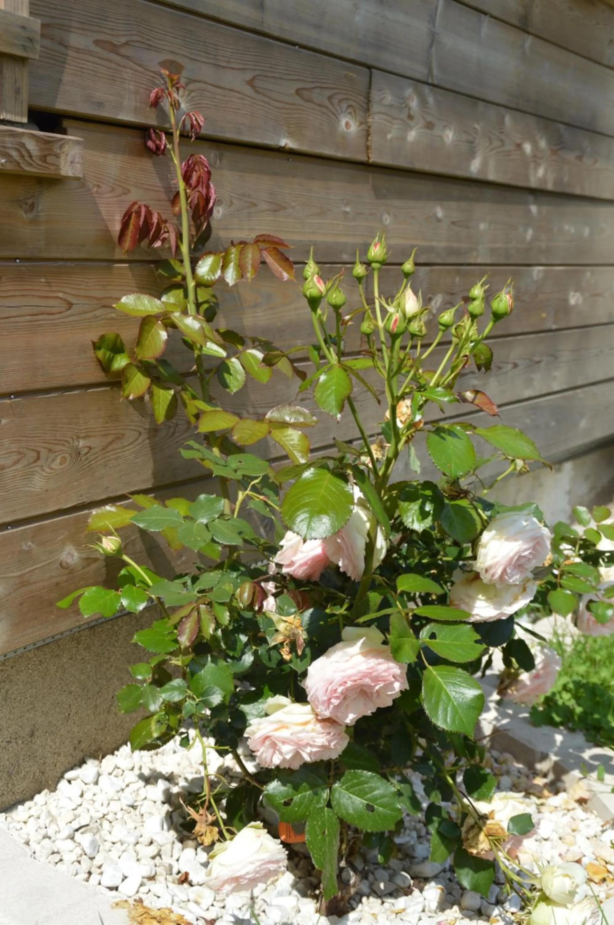 Garden in Au fil du temps