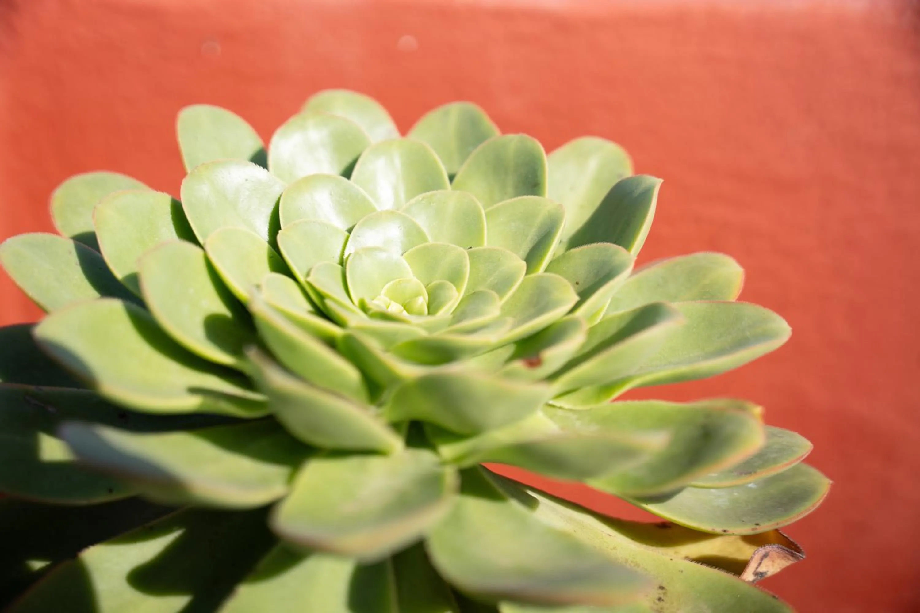 Patio in Tabaiba Guesthouse