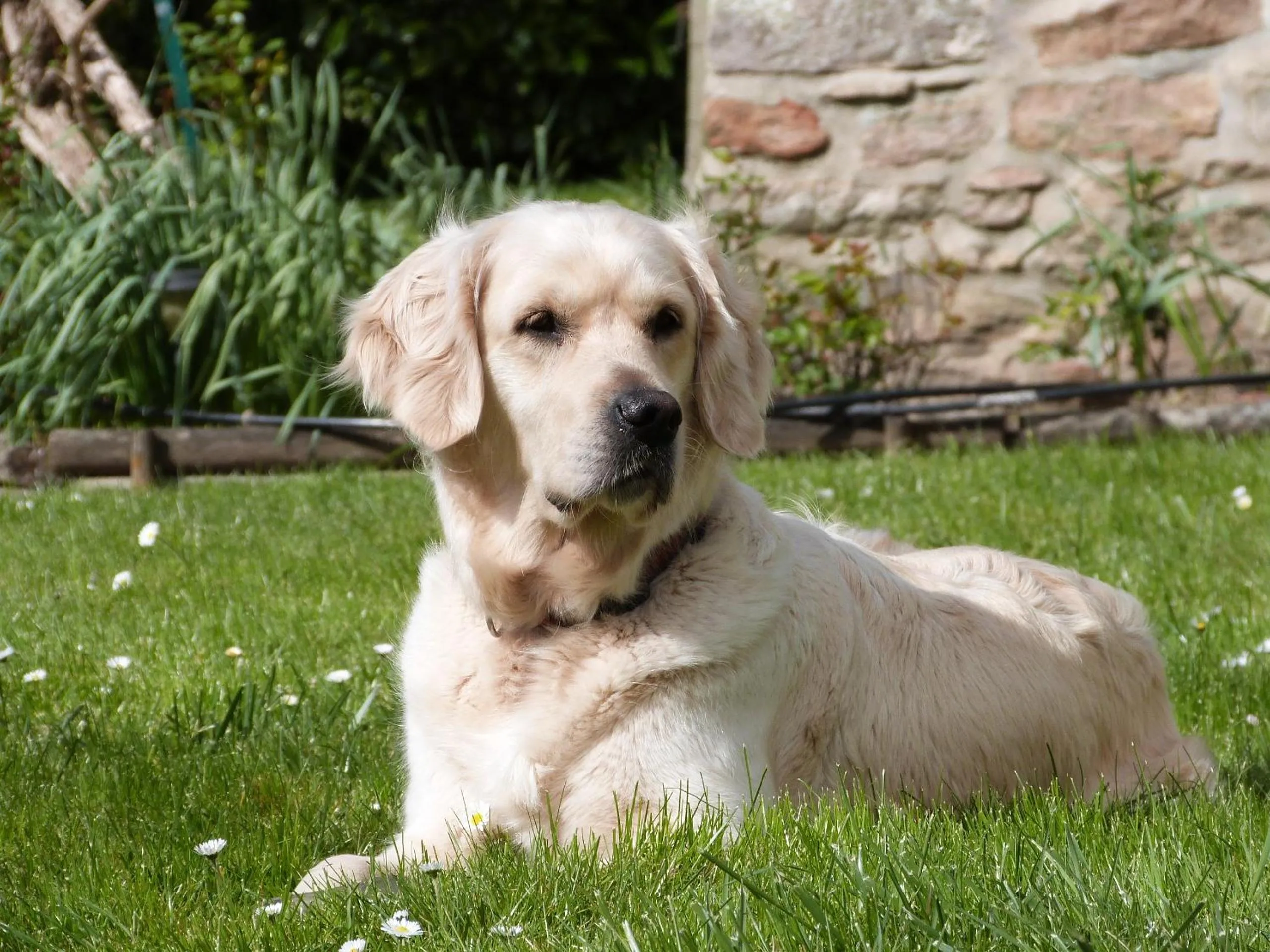 Pets in Domaine de Joreau