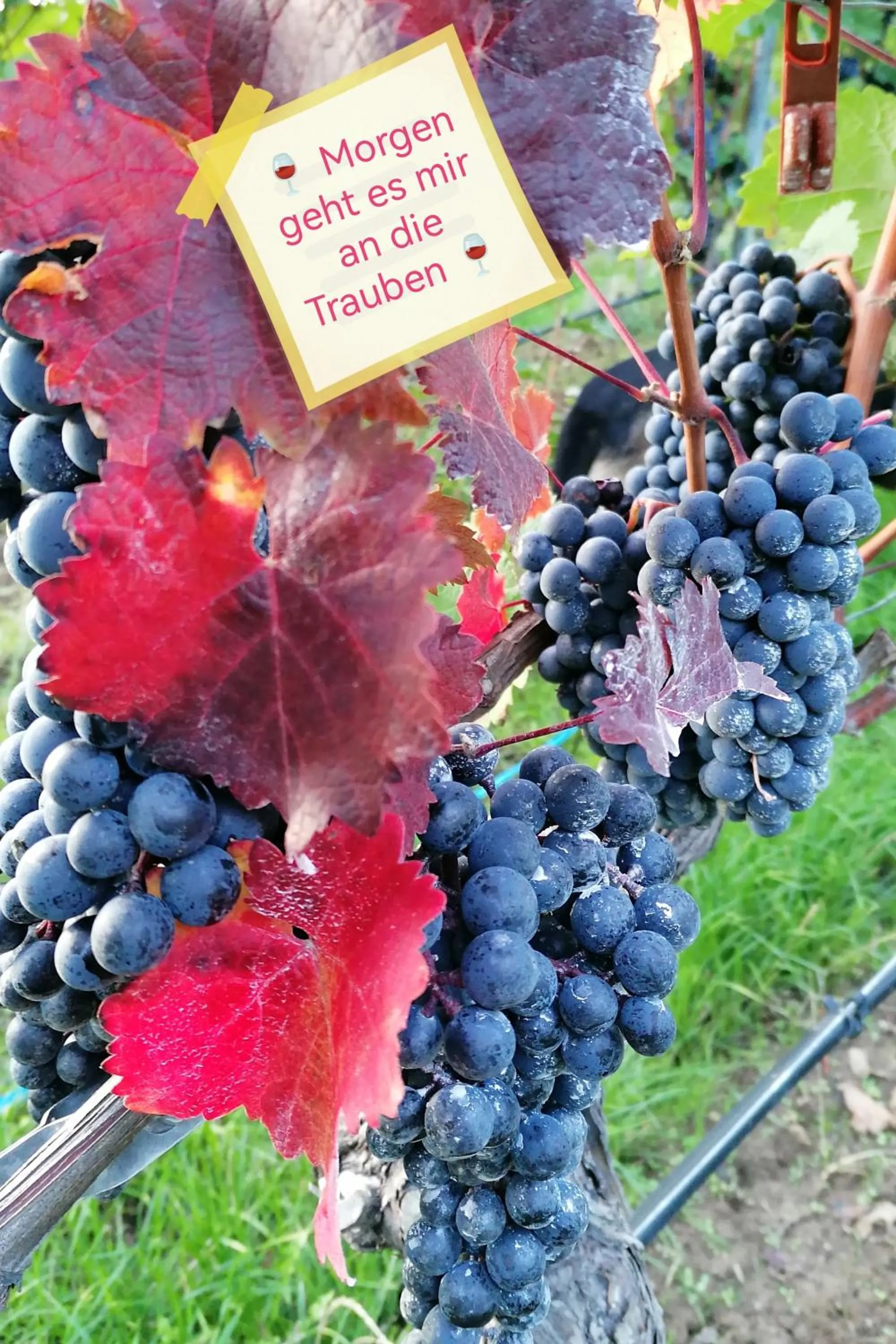 Seasons in Kirschberghof Gästehaus und Weinverkauf