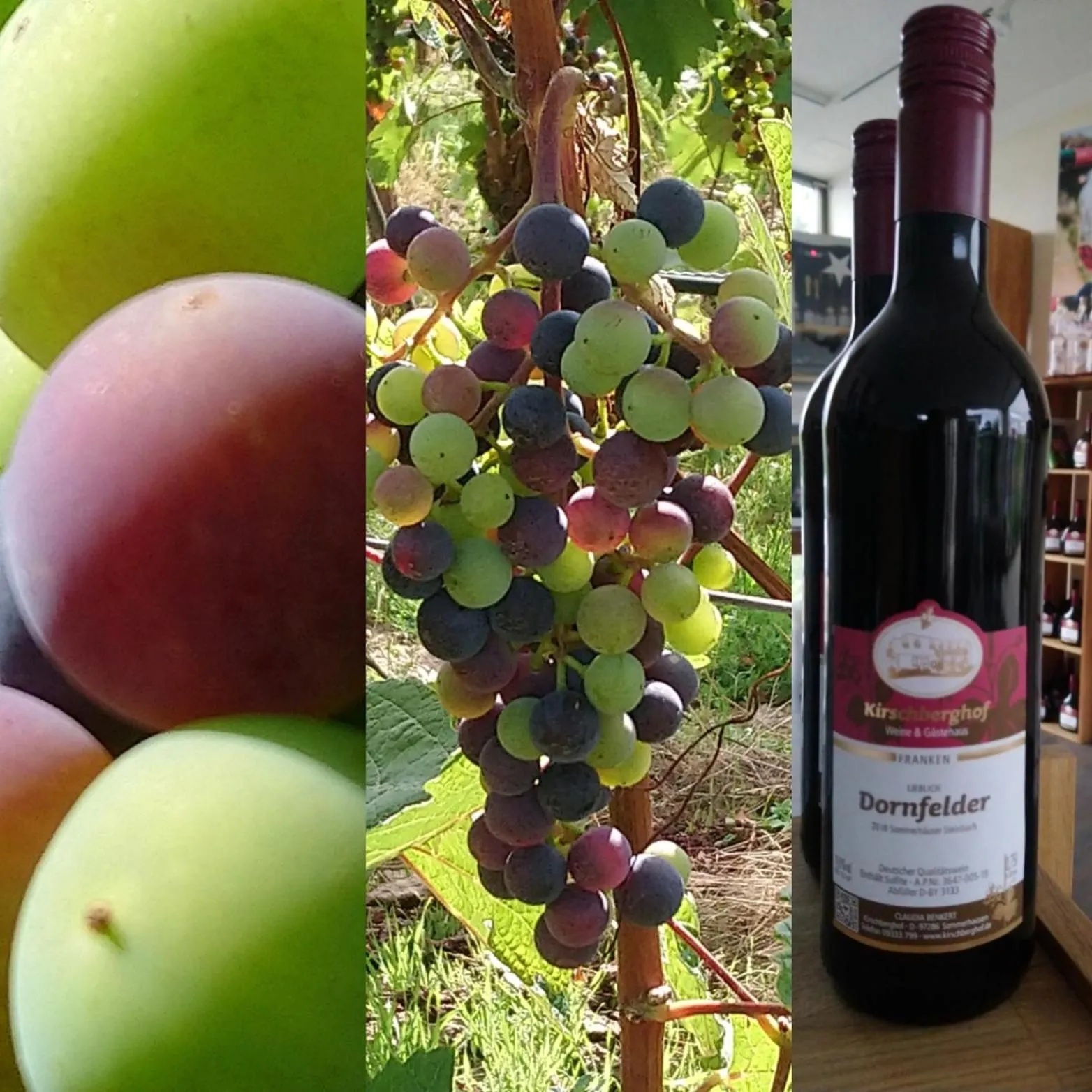 Garden in Kirschberghof Gästehaus und Weinverkauf