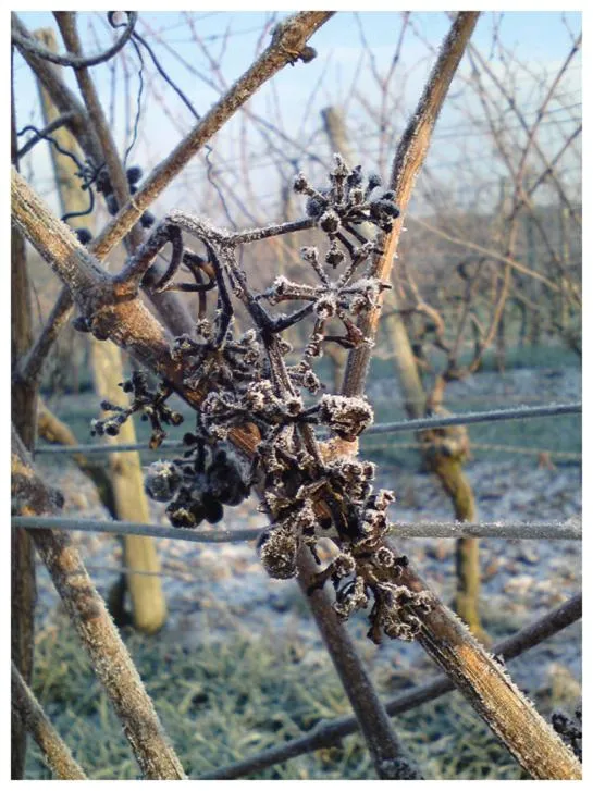 Natural landscape in Kirschberghof Gästehaus und Weinverkauf