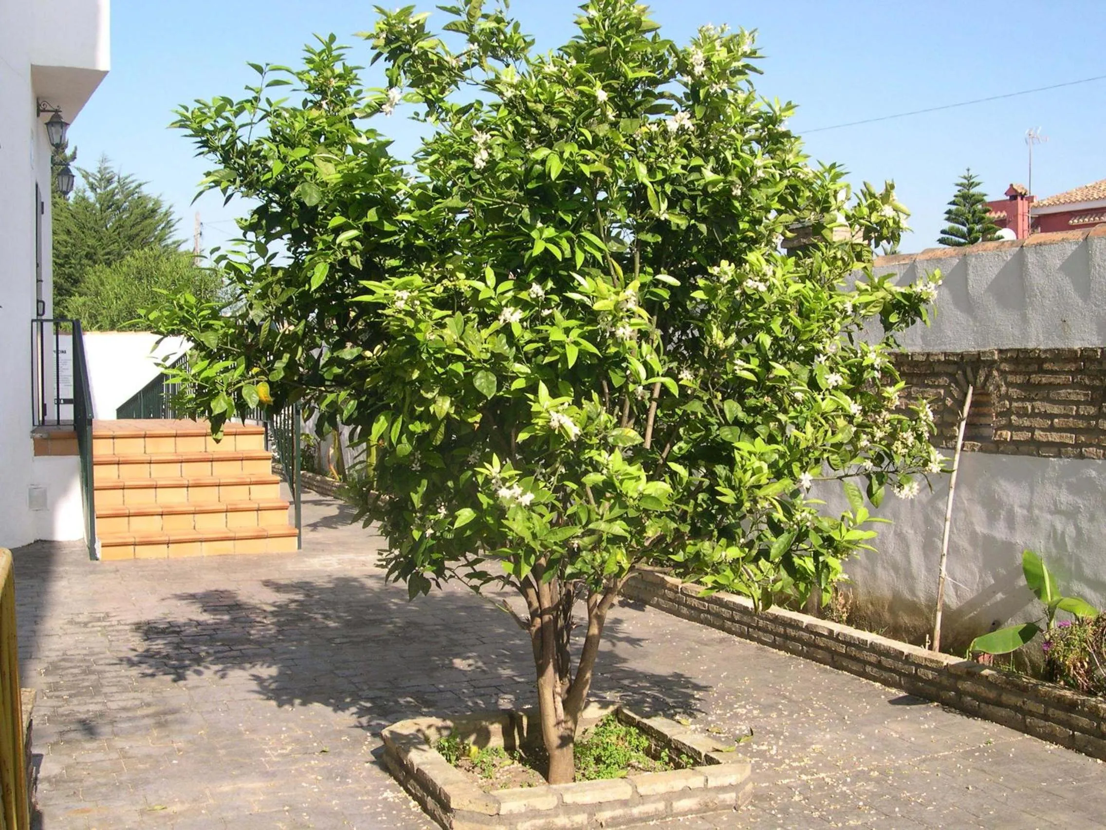 Day in Hotel Cortijo Los Gallos