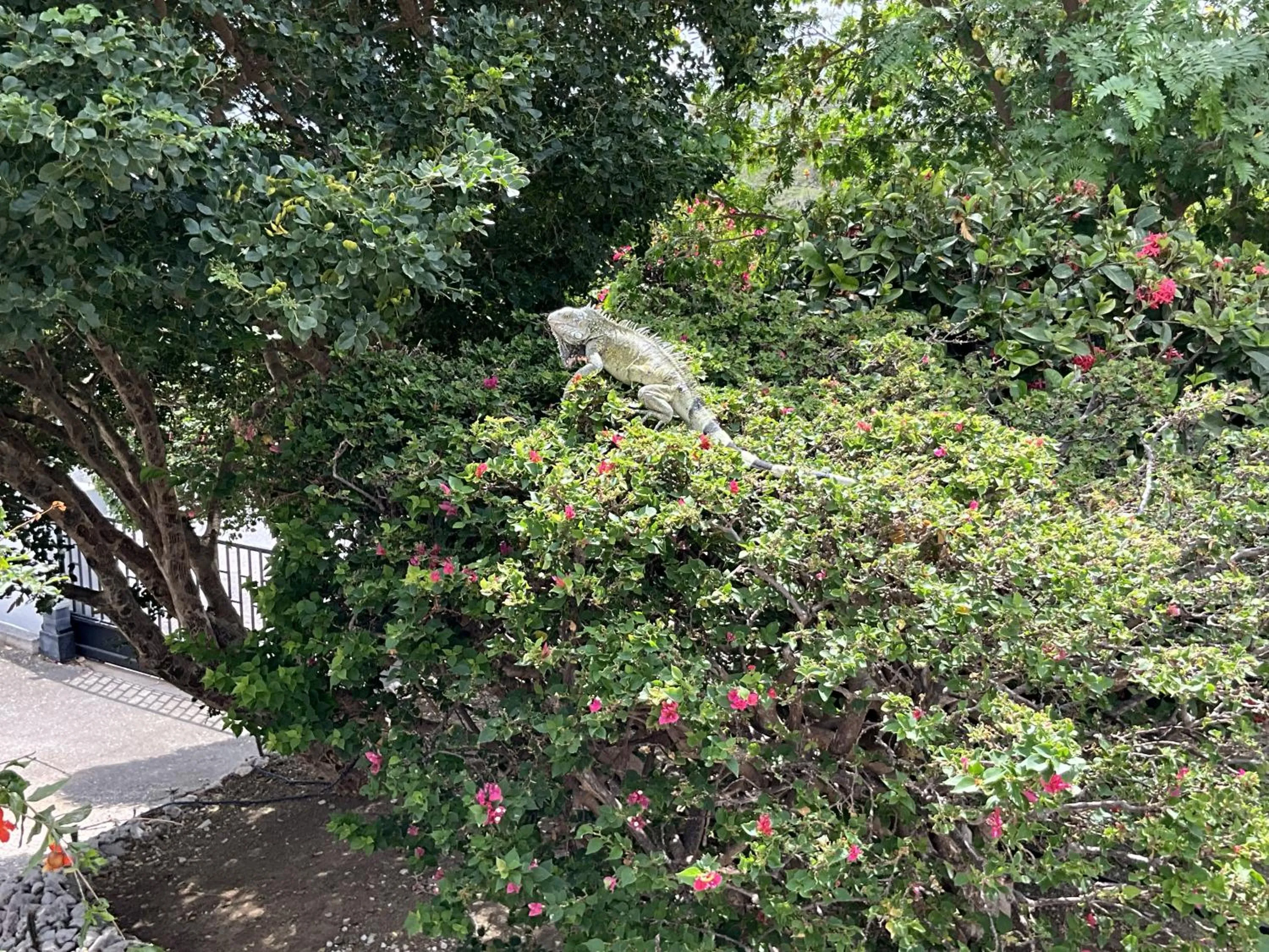 Garden in Bantopa Apartments