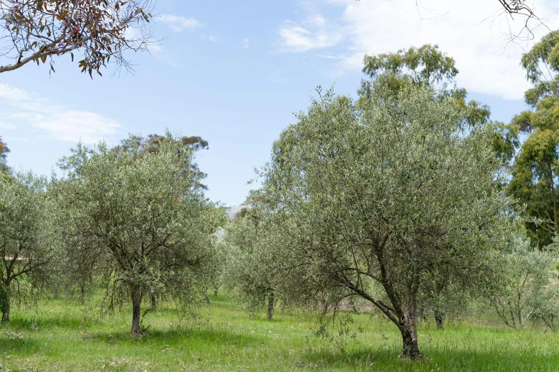 Lithia Guest House - Daylesford Region