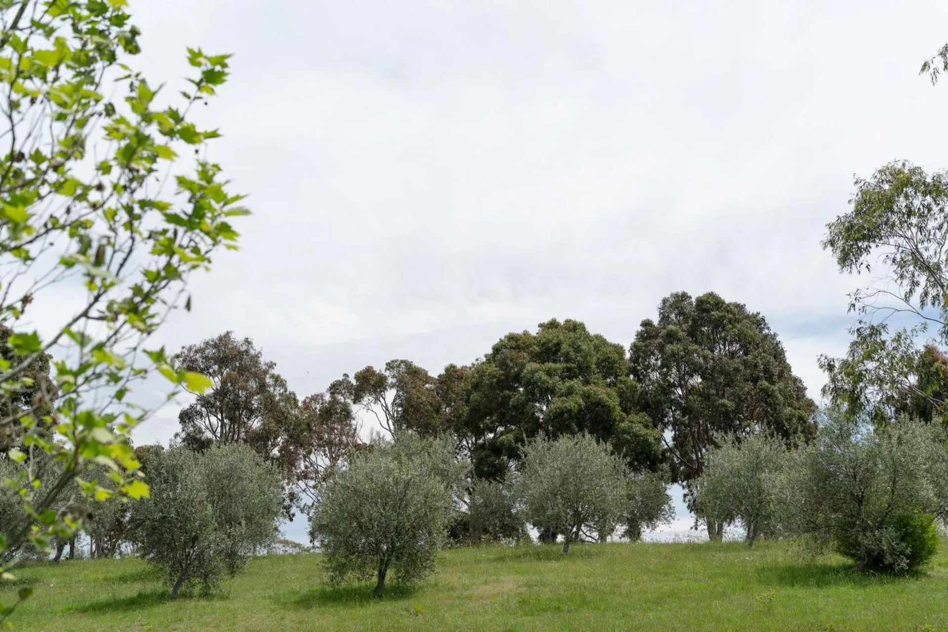 Lithia Guest House - Daylesford Region