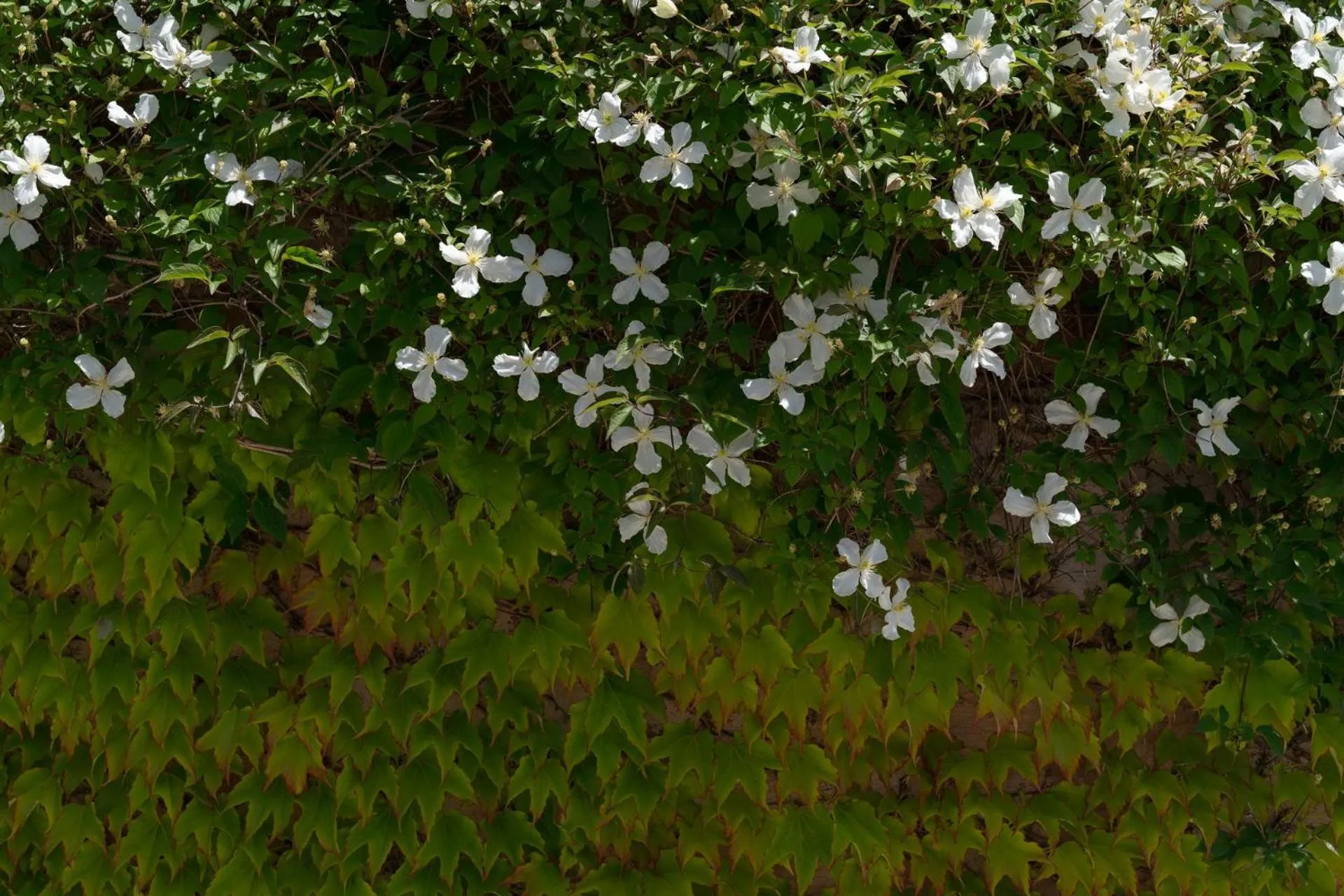 Lithia Guest House - Daylesford Region