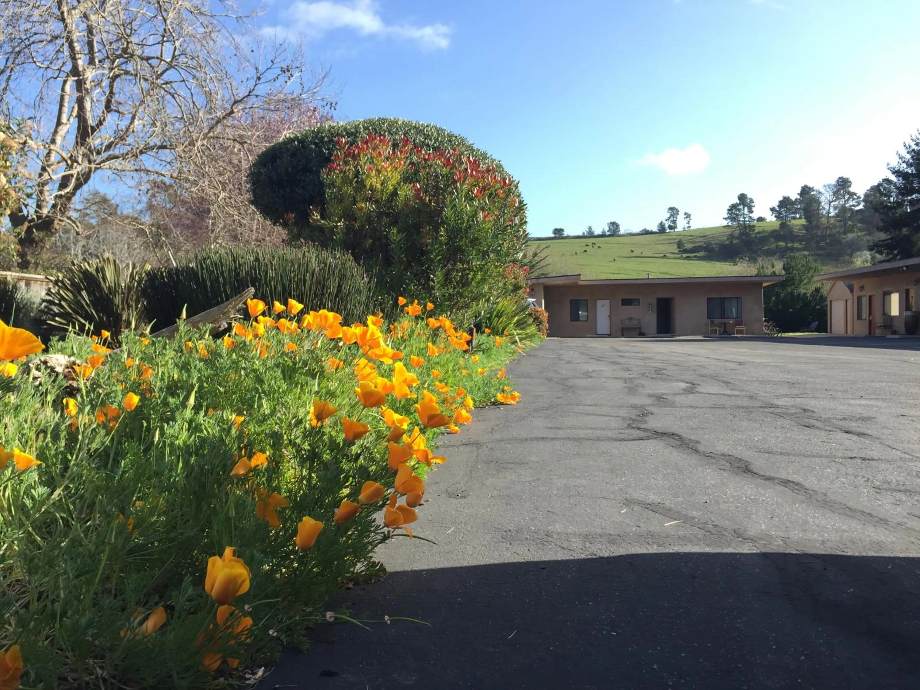 Garden view in Cambria Palms Motel
