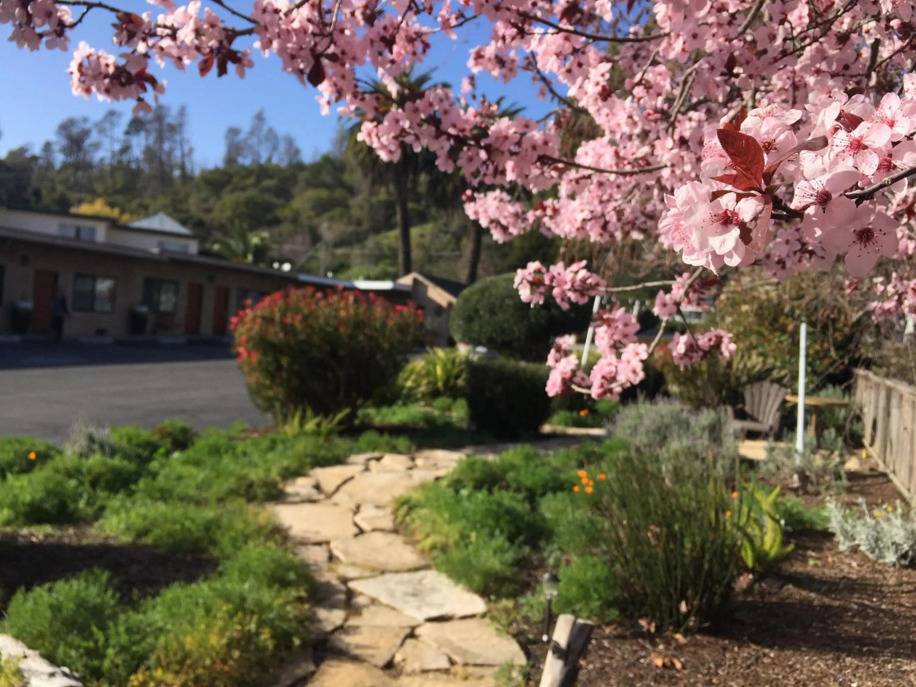 Garden view in Cambria Palms Motel