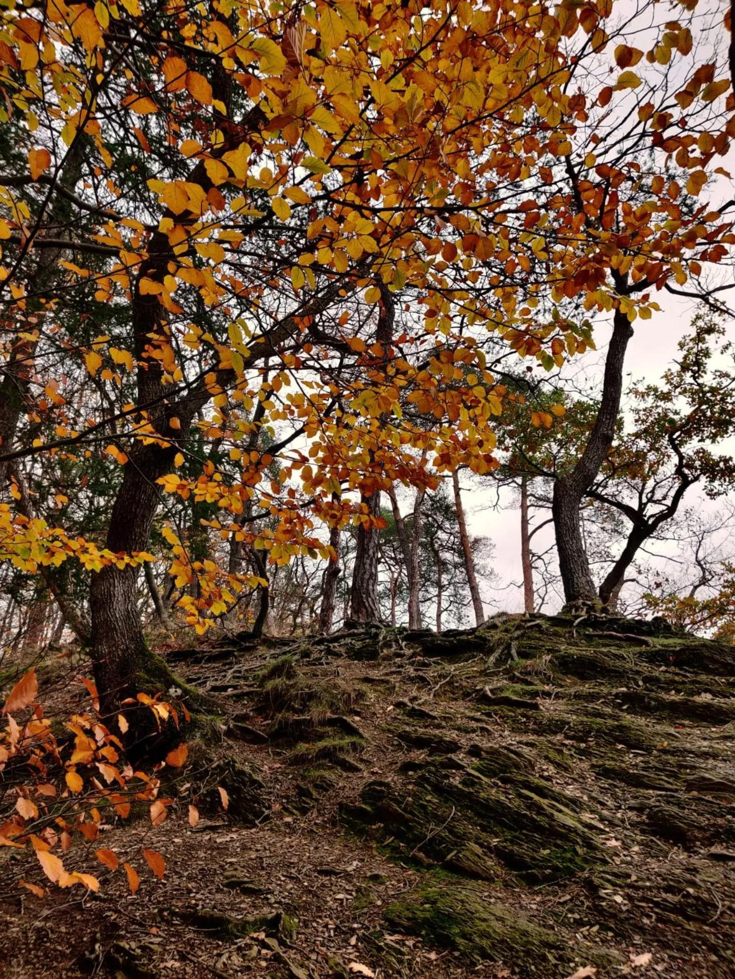 Ferme de la Petite Fagne