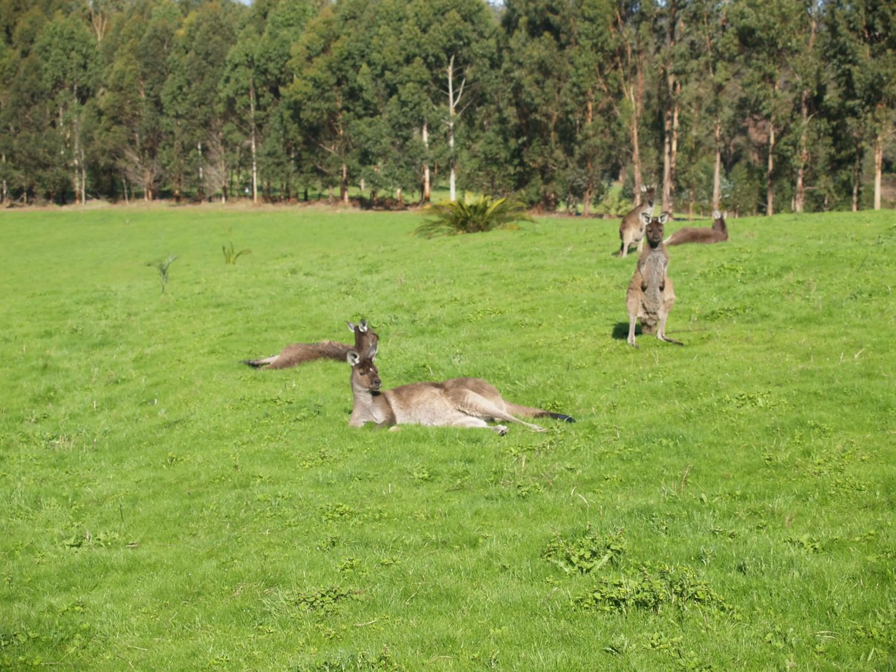 View (from property/room) in Karri Valley Chalets