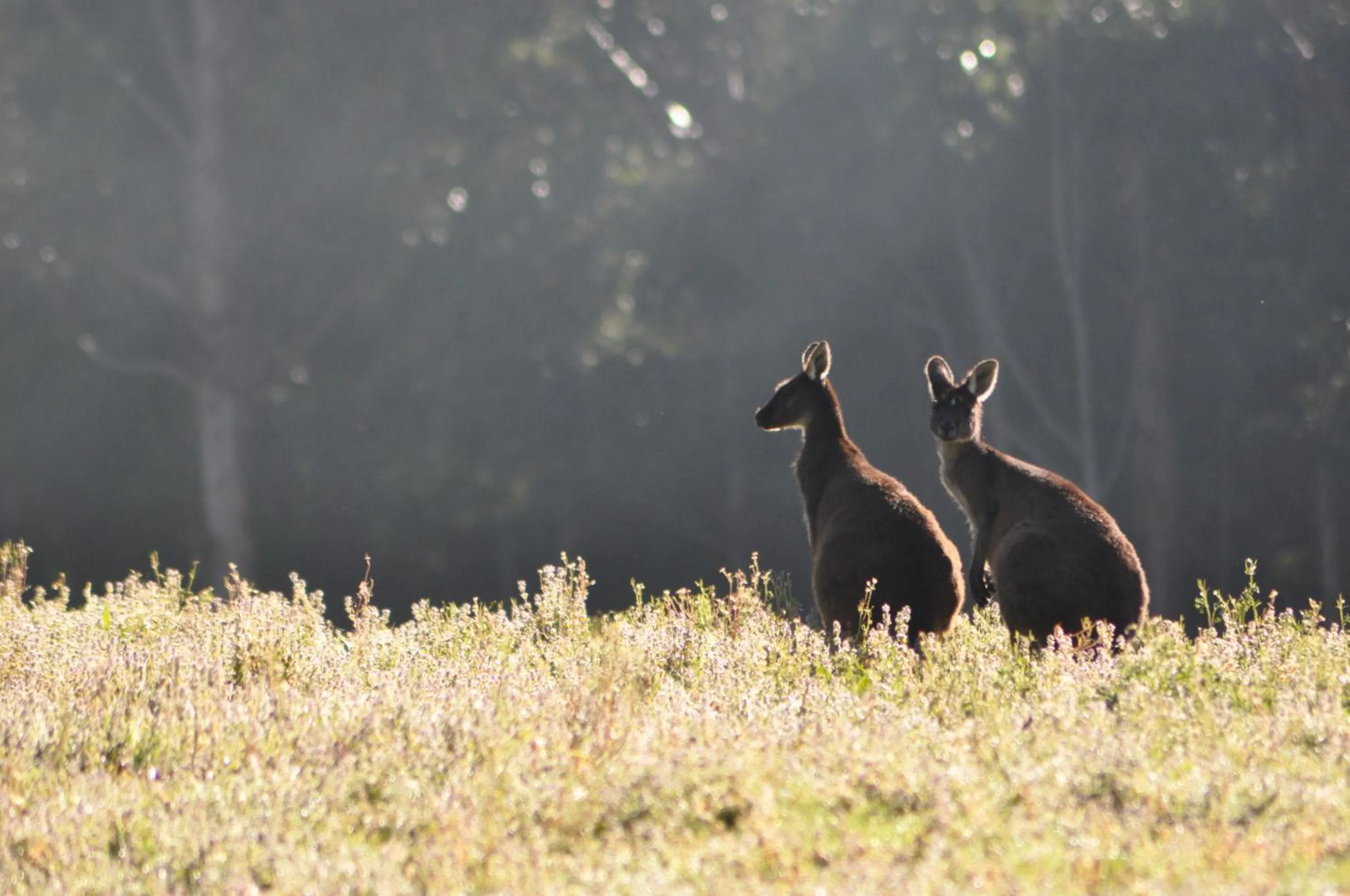 View (from property/room) in Karri Valley Chalets