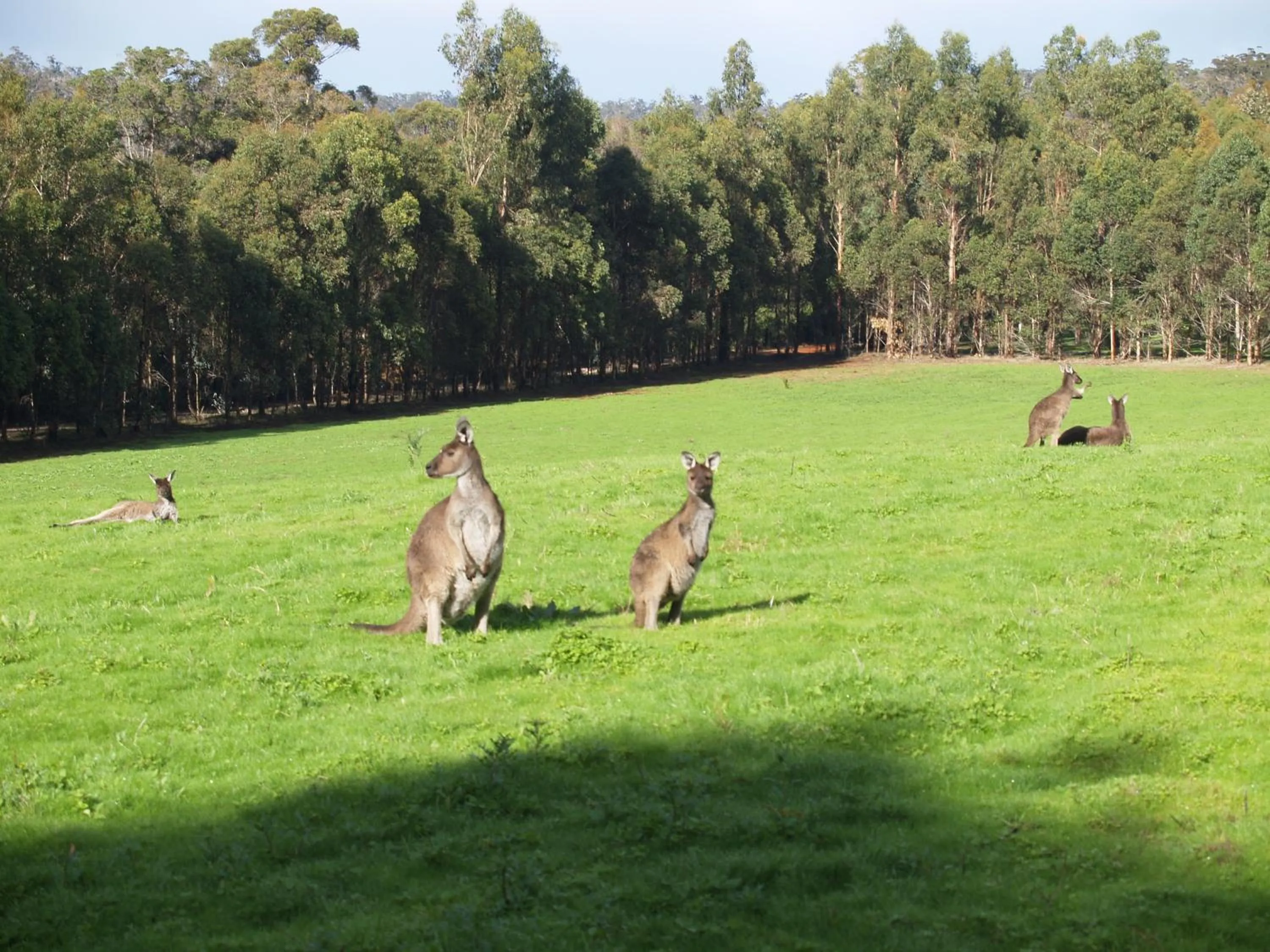 View (from property/room) in Karri Valley Chalets