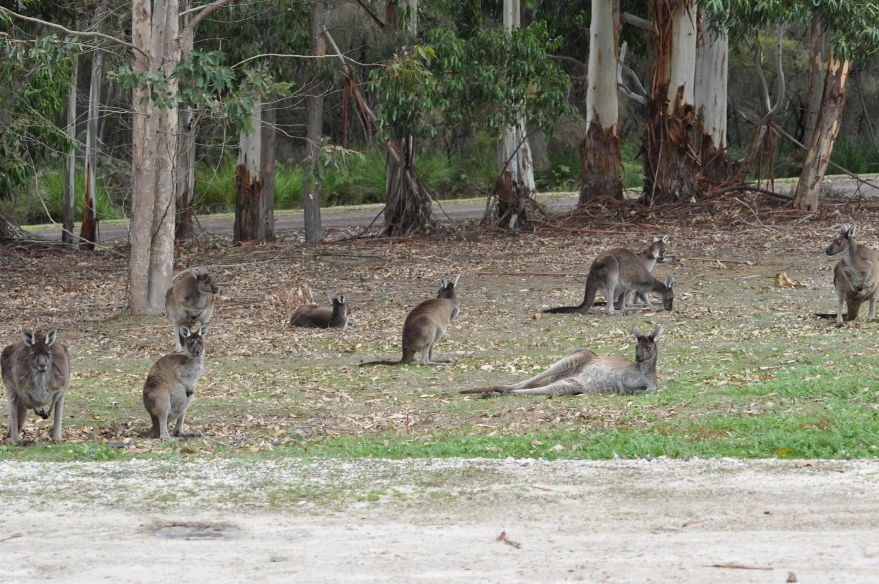Karri Valley Chalets