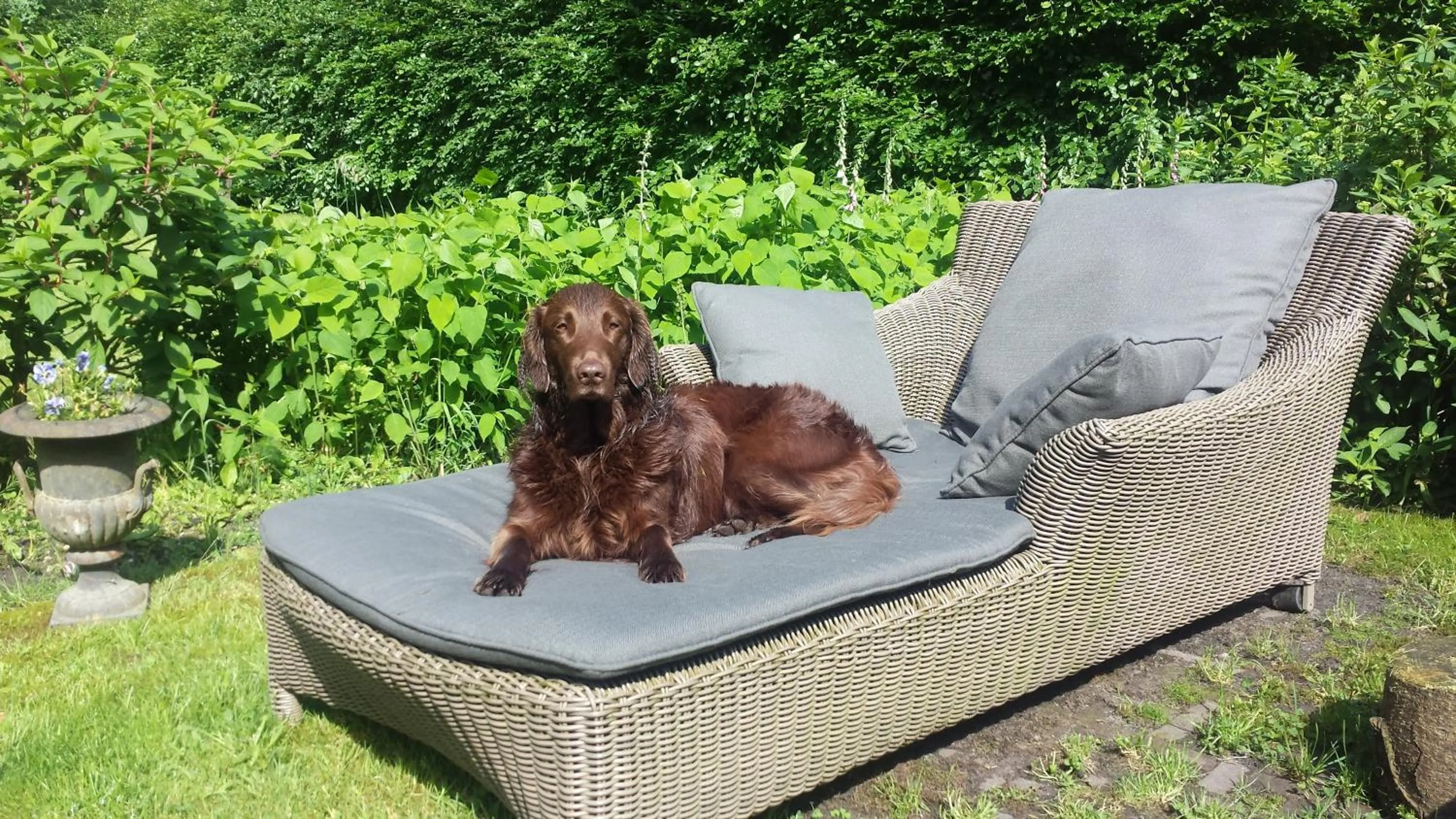 Pets in Landgoedhoeve Vosbergen