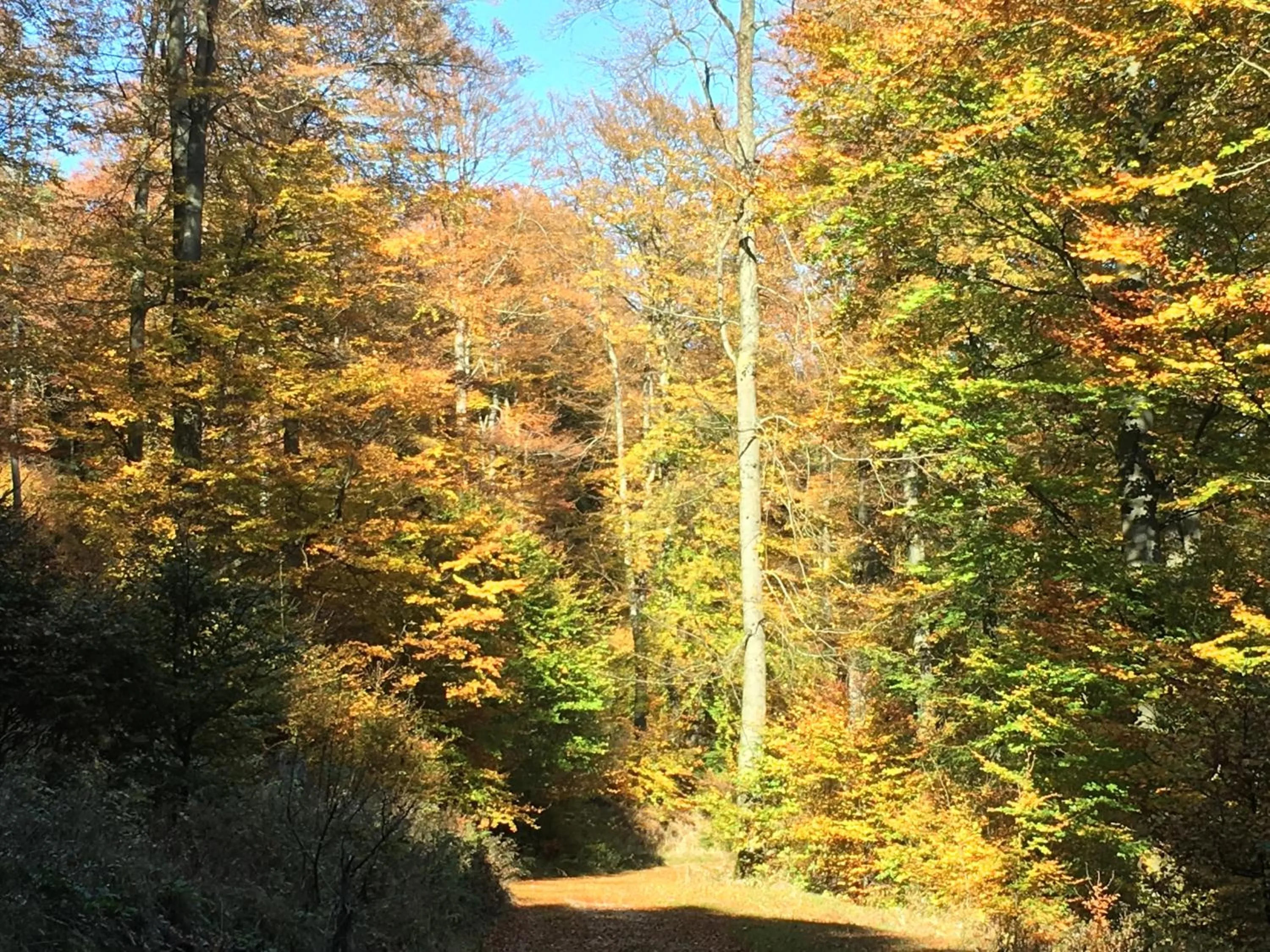 Natural landscape in Pension Haus Waldfrieden, MeineCardPlus inklusive