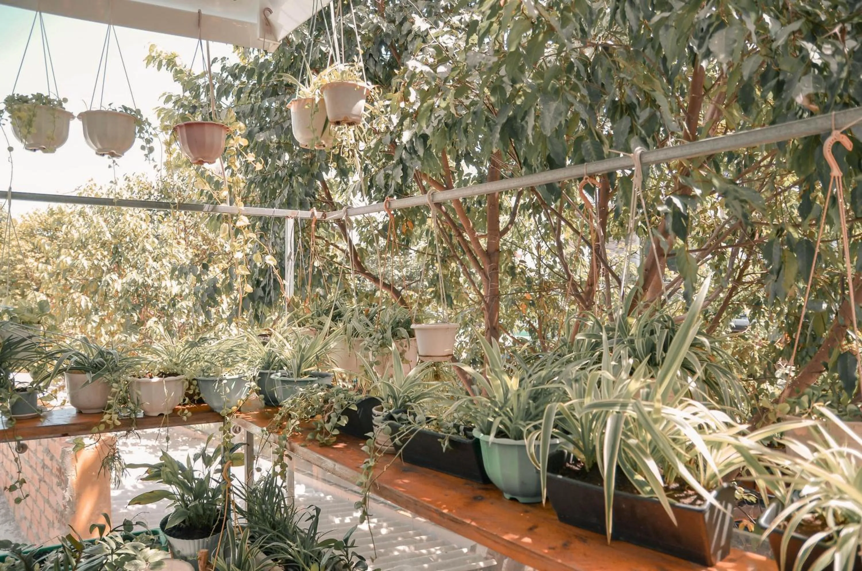 Garden in Little Home Homestay