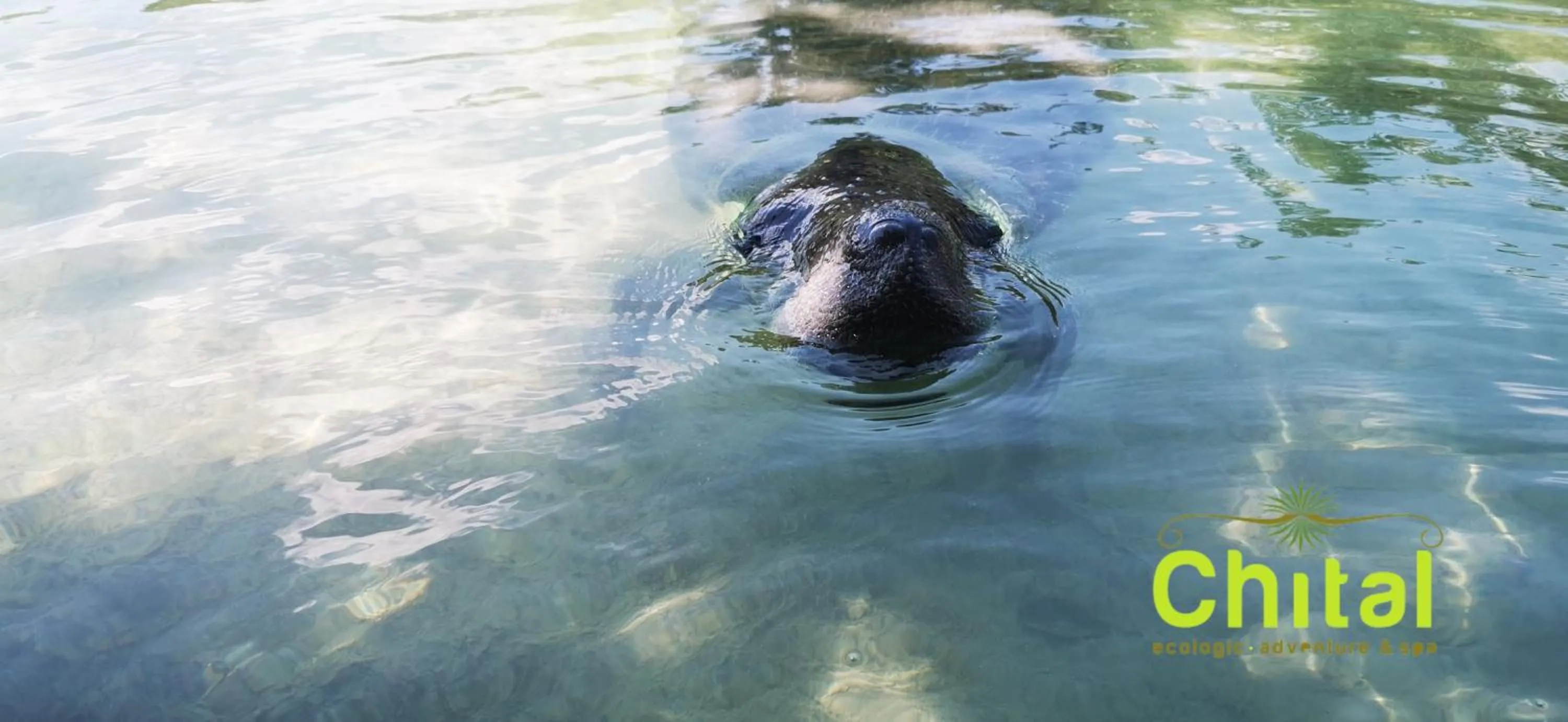 Animals in Hotel El Chital