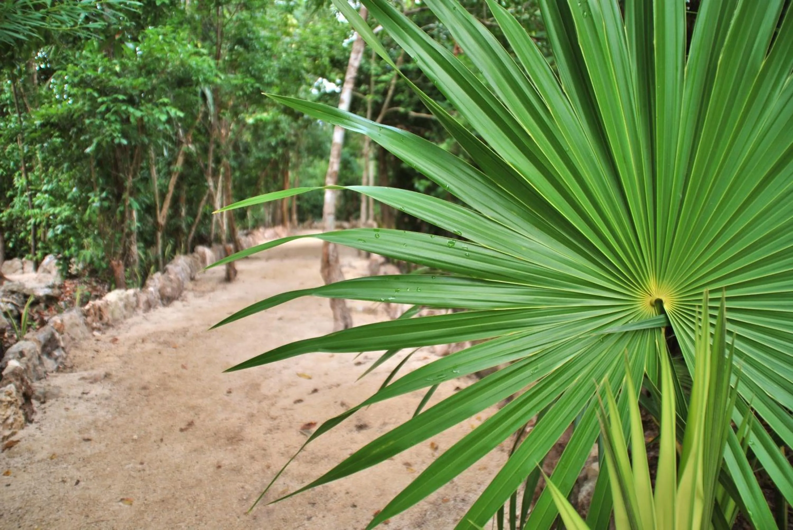 Garden in Hotel El Chital