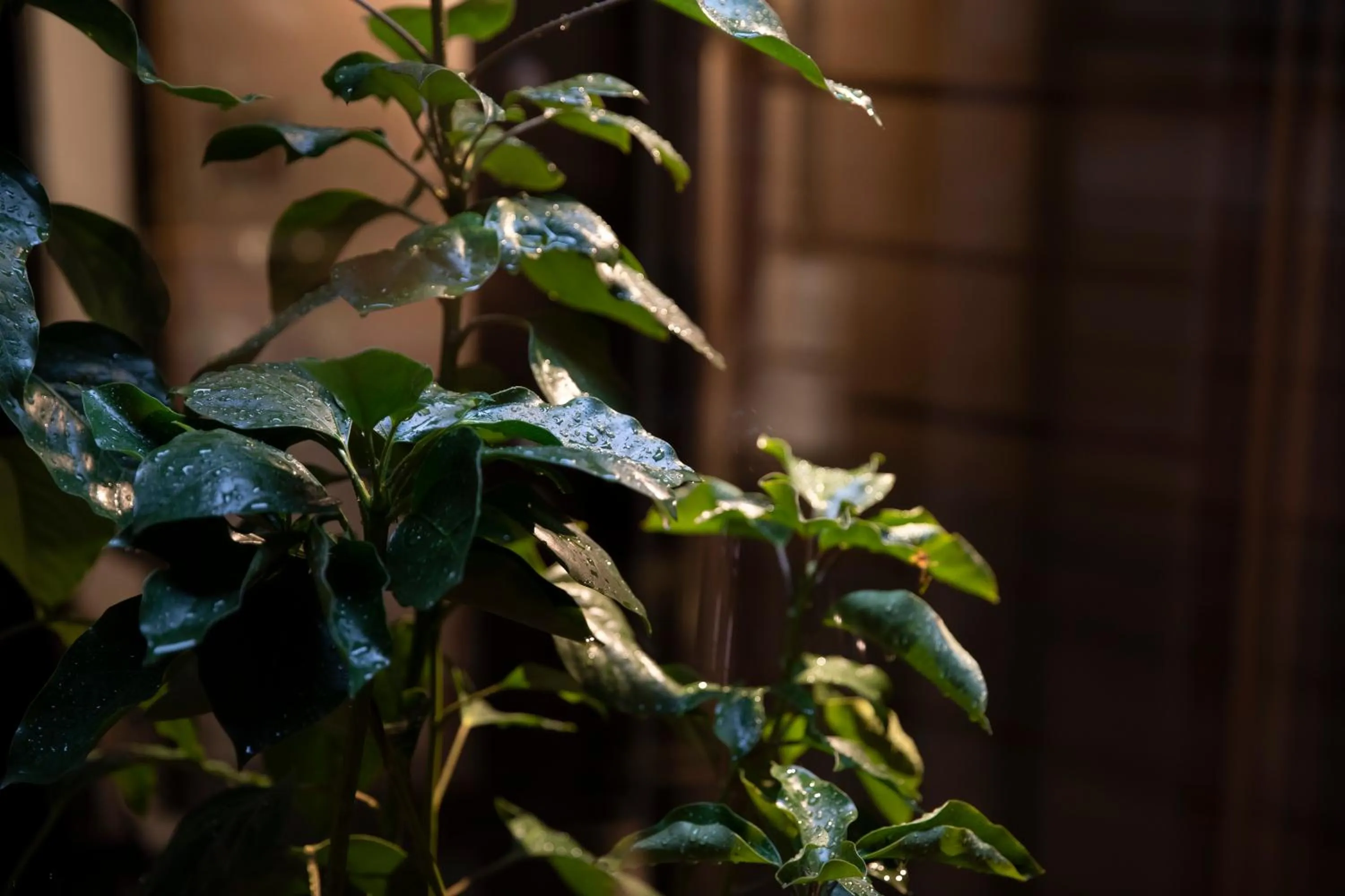 Garden in Kanazawa Machiya Kenroku