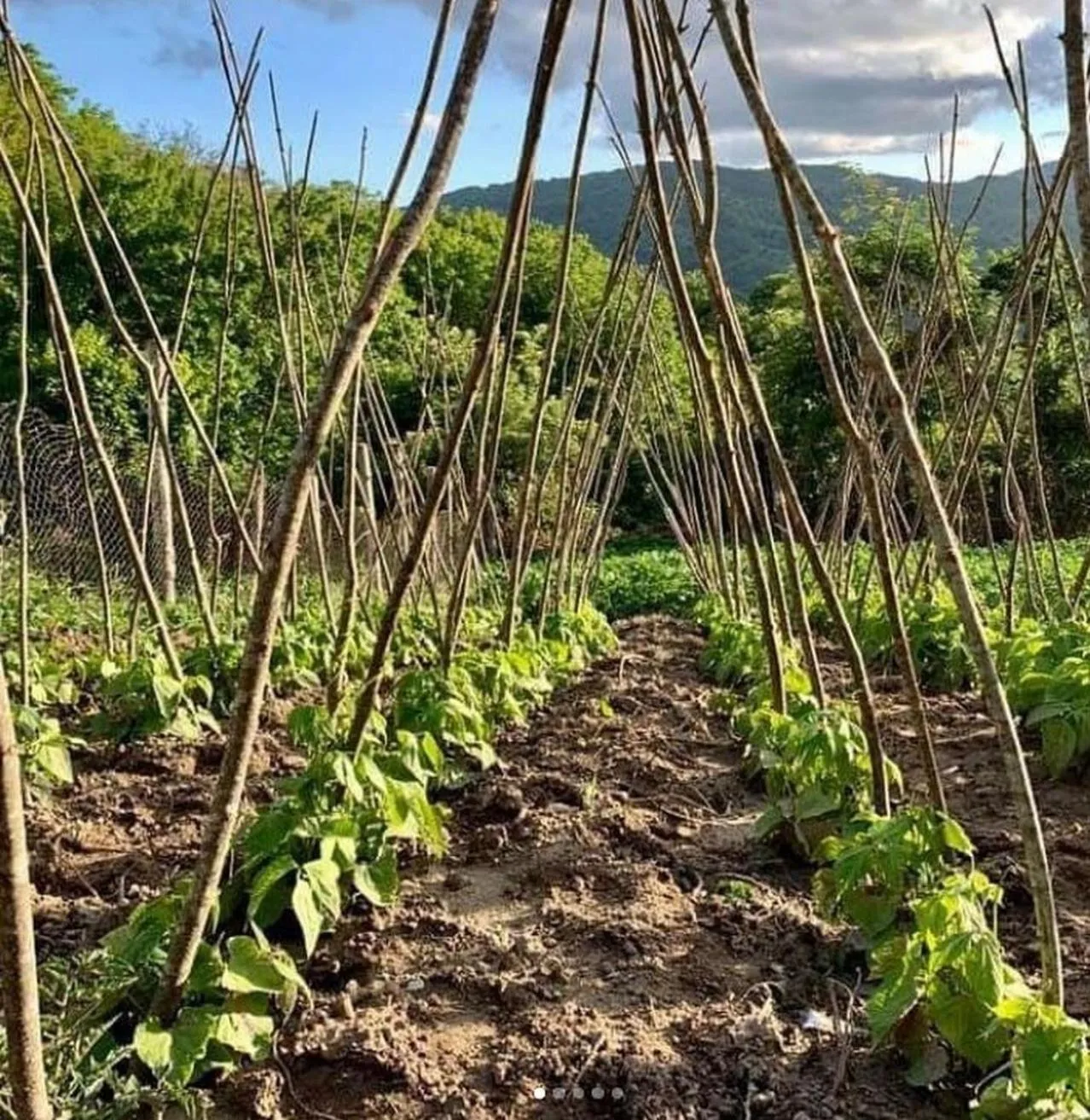 Natural landscape in B&B Leofreni Natura