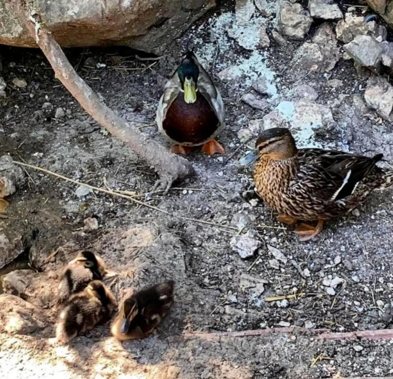 Animals in B&B Leofreni Natura