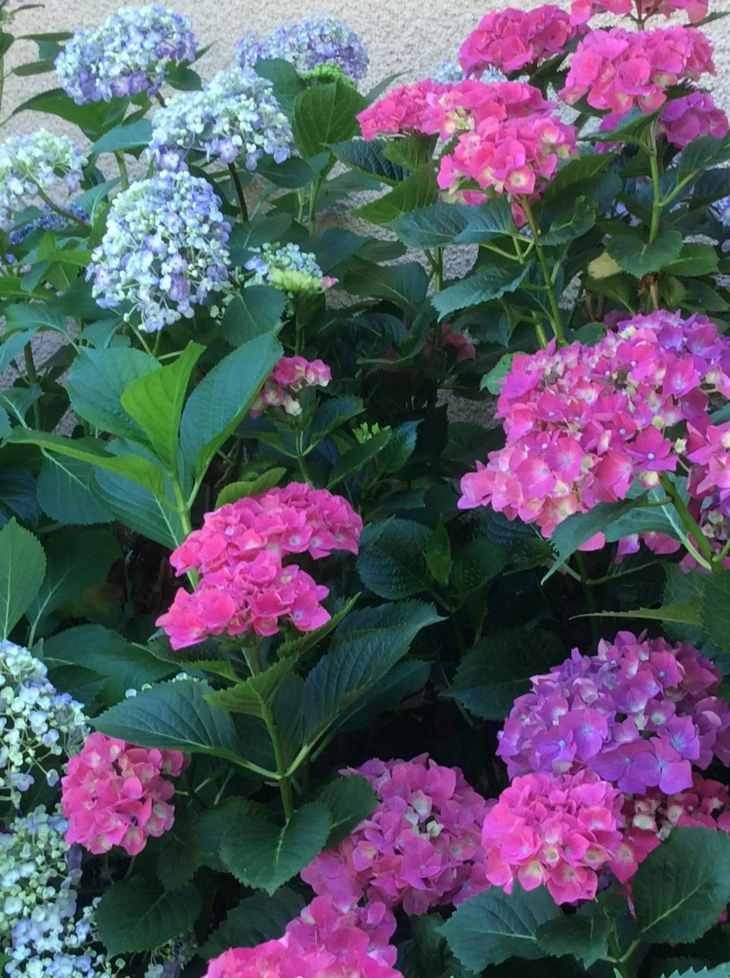 Garden in Le Relais des Malettes Chambres d'hôtes B&B