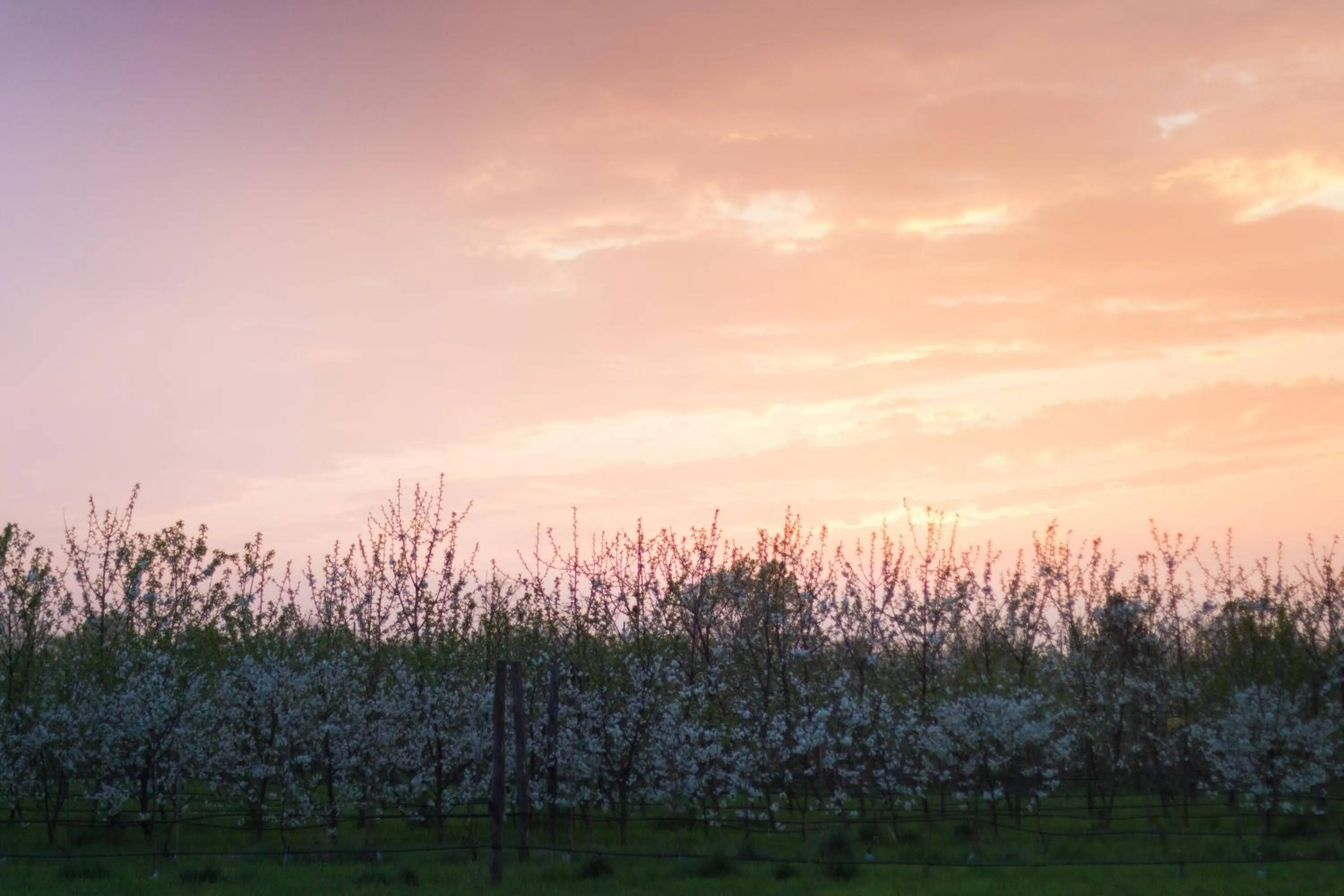 Garden view in Cascina delle Mele