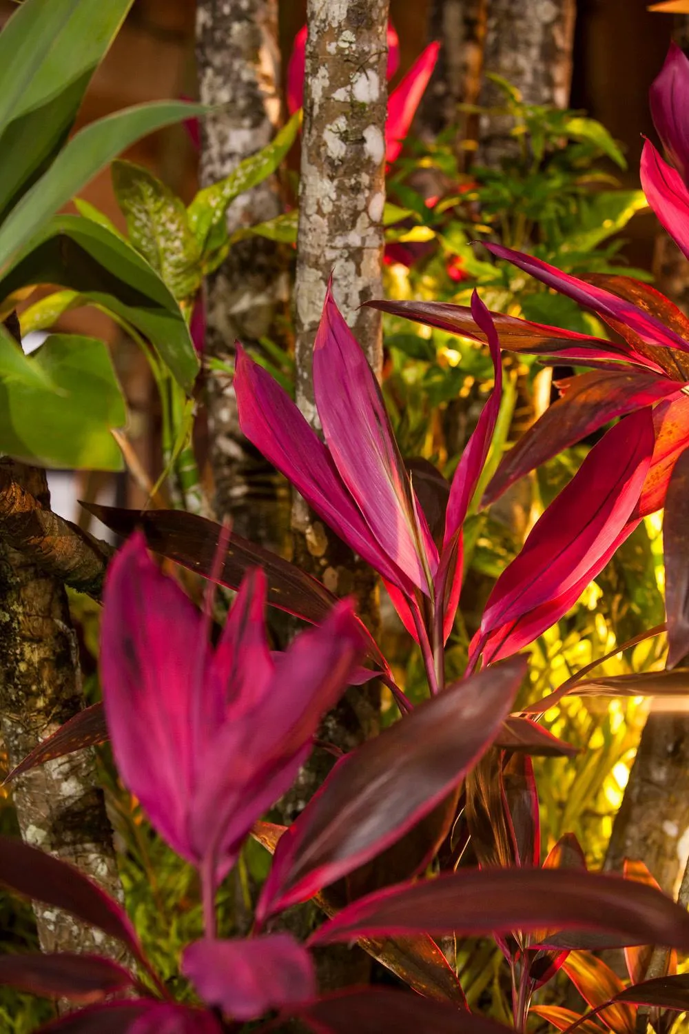 Natural landscape in Giprita Wellness Hotel Ubatuba