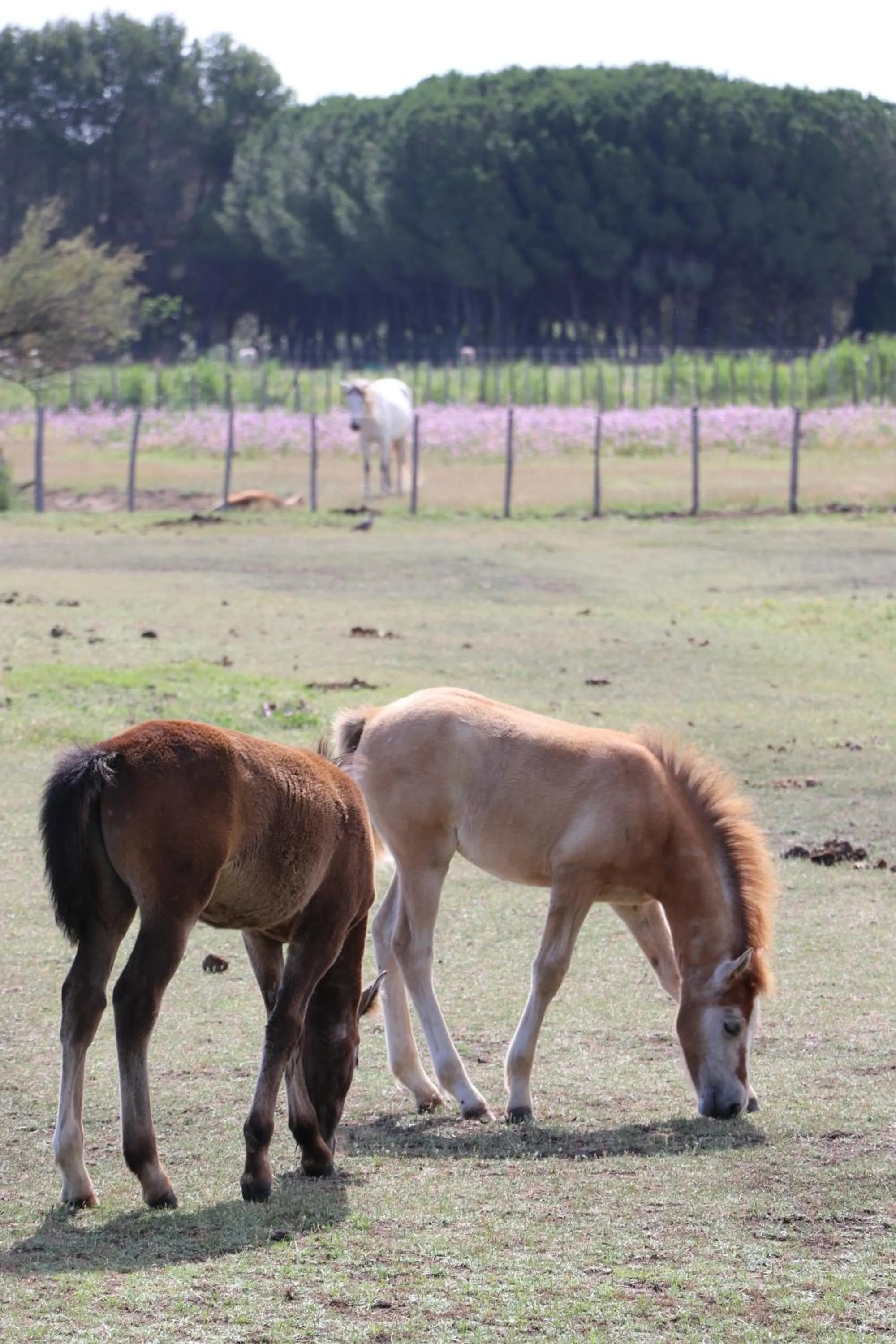 View (from property/room) in Le Mas Des Sables
