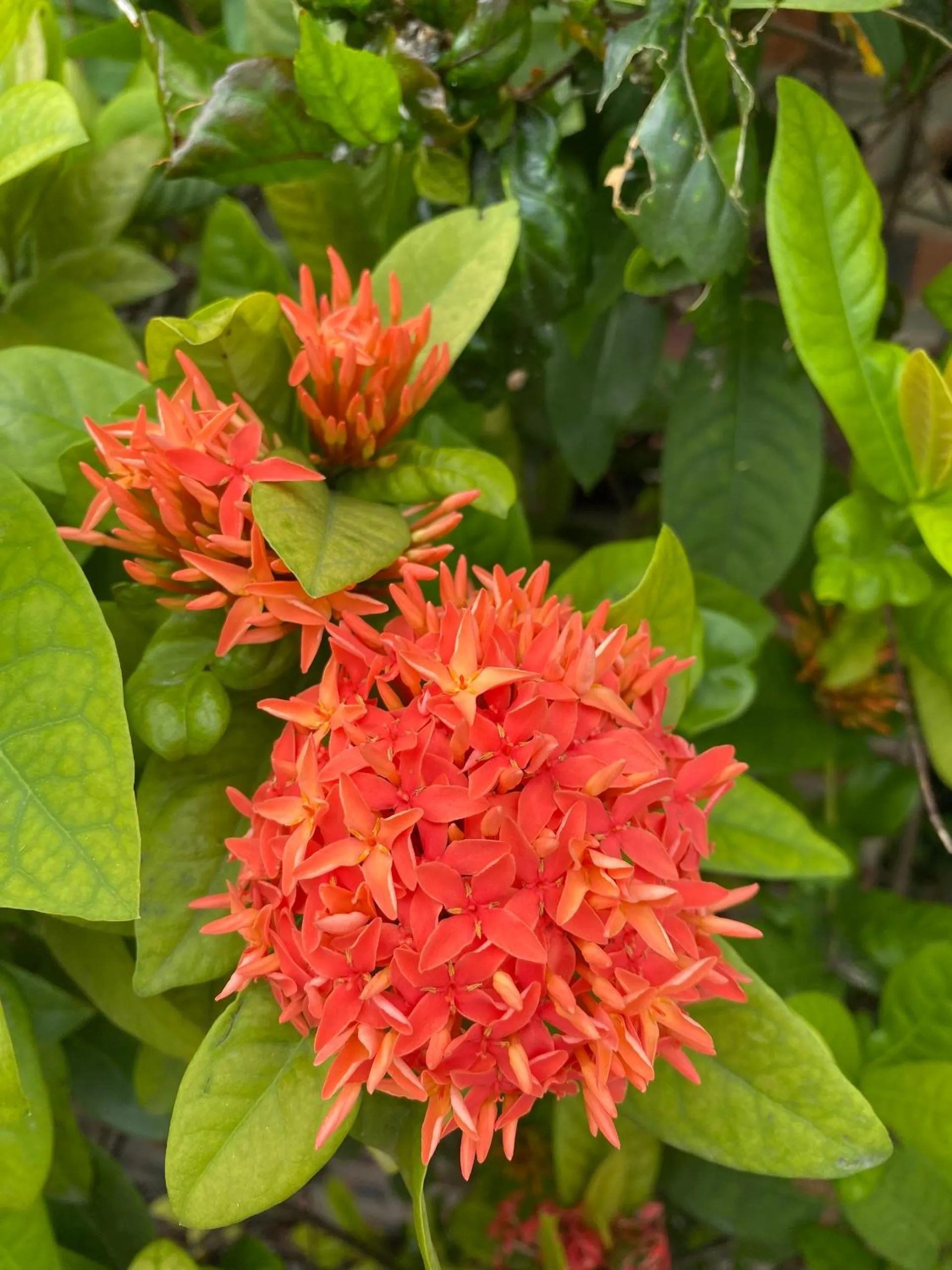 Day in Tam Coc Golden Sky Homestay